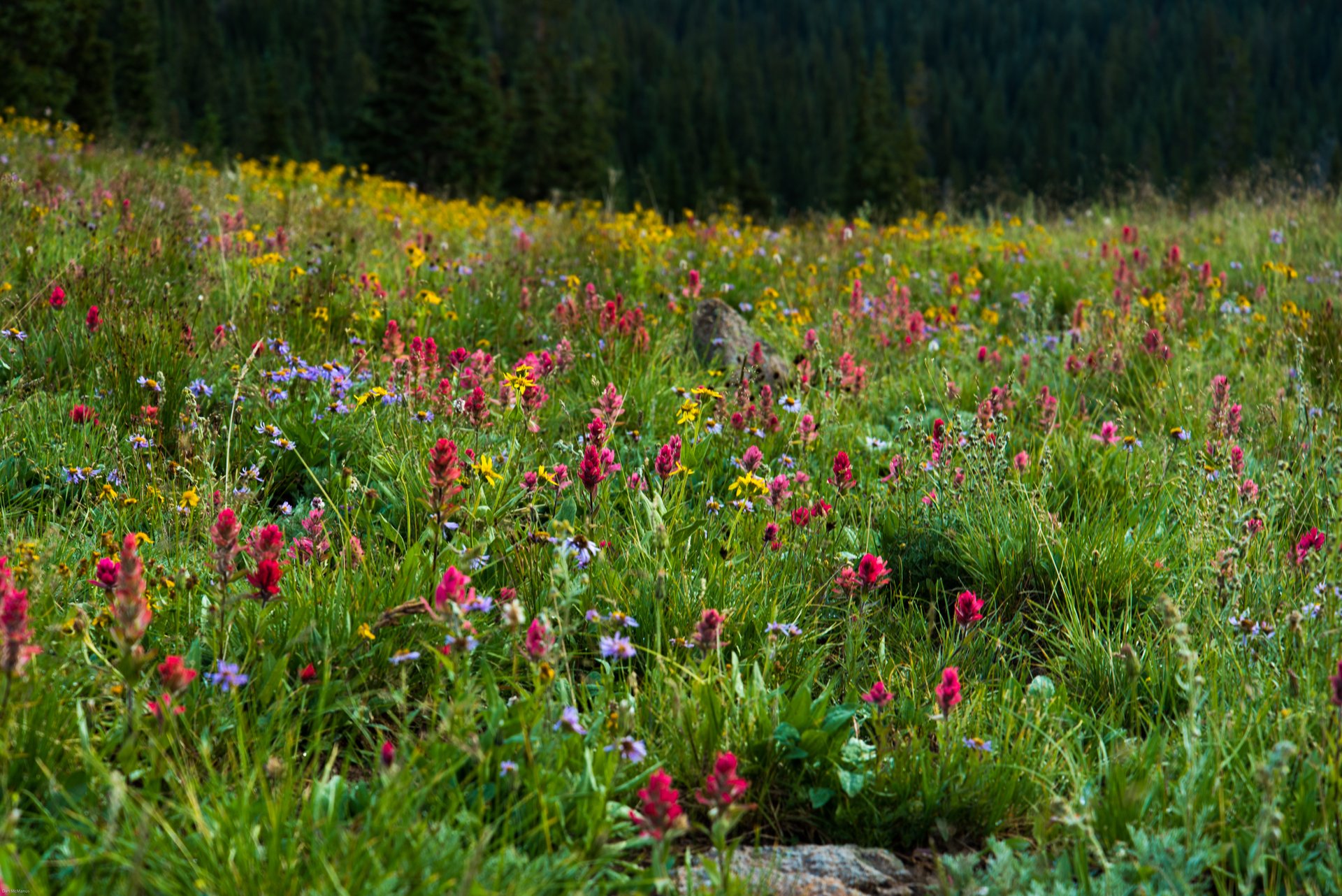 Butler Gulch