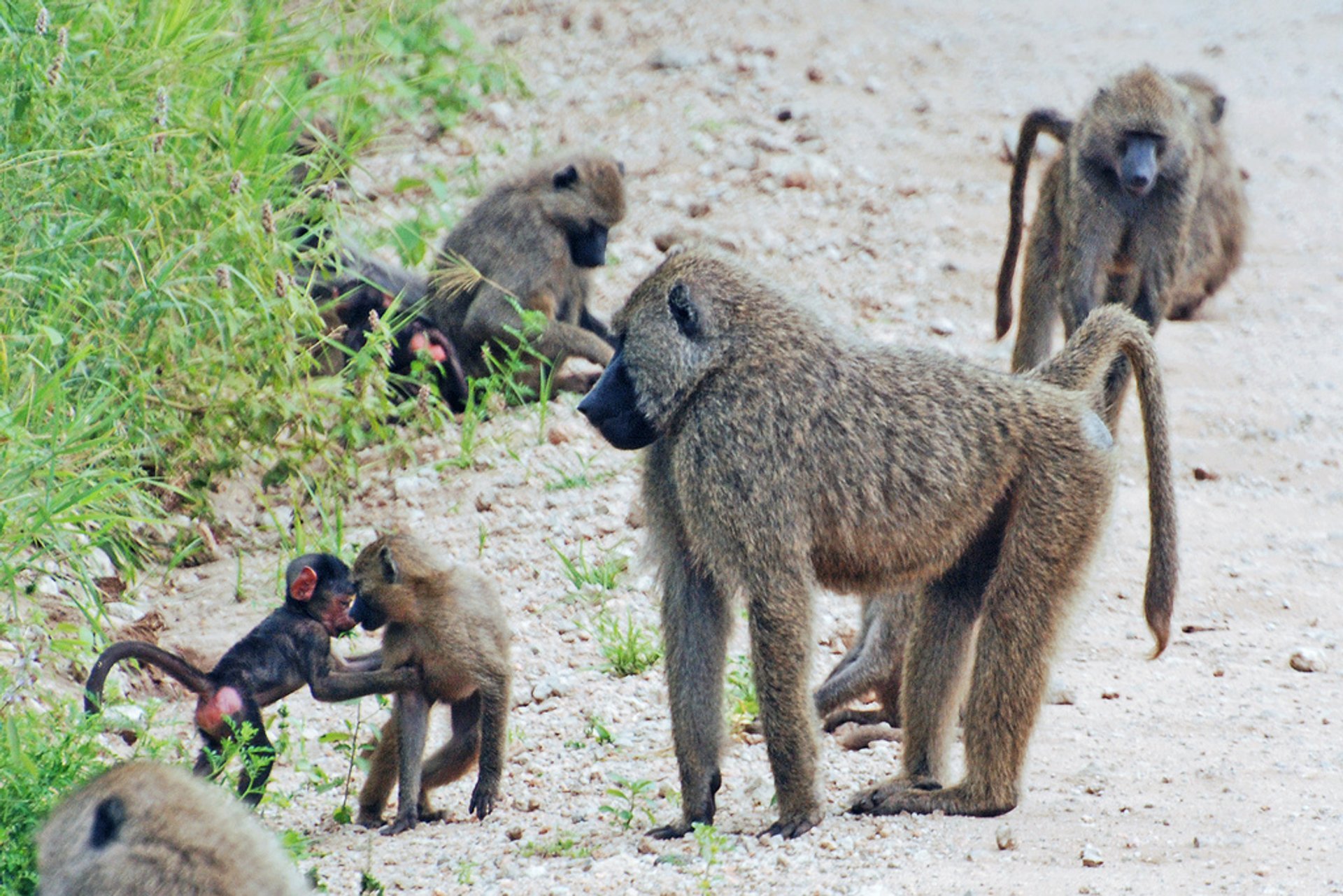 Baboon Troops