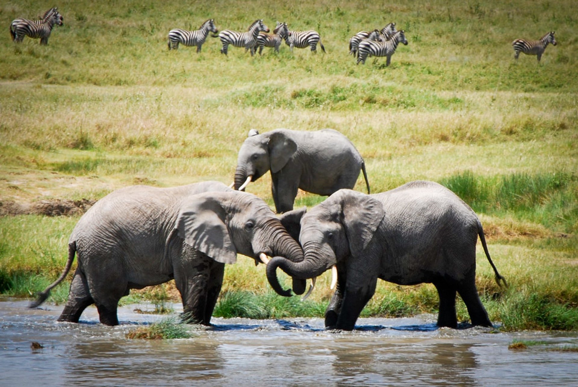 Les troupeaux d'éléphants