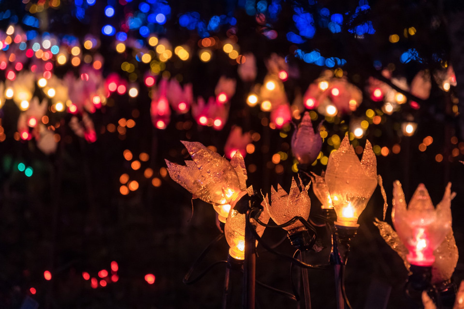 vandusen festival of lights promo code