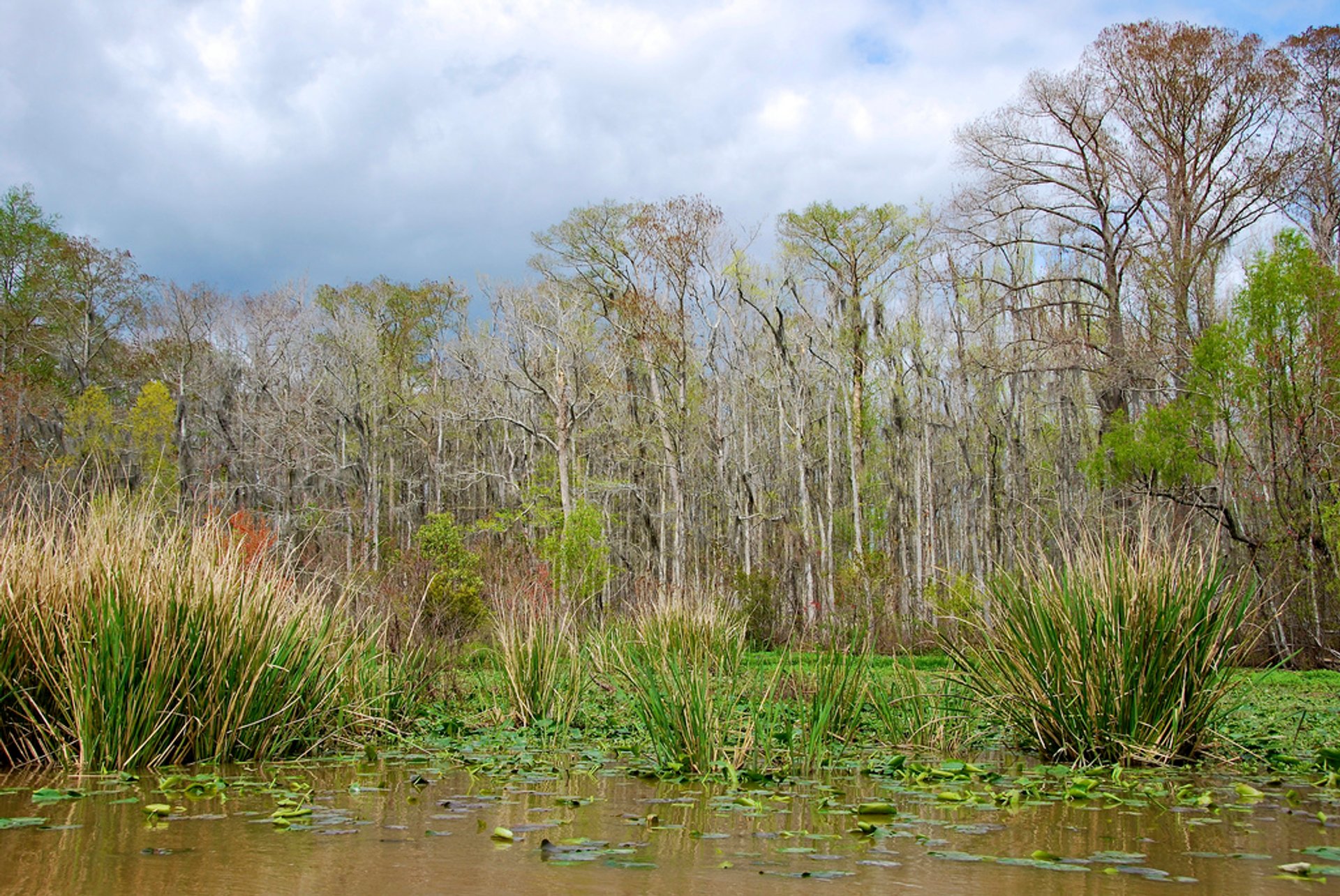 Swamp Tours