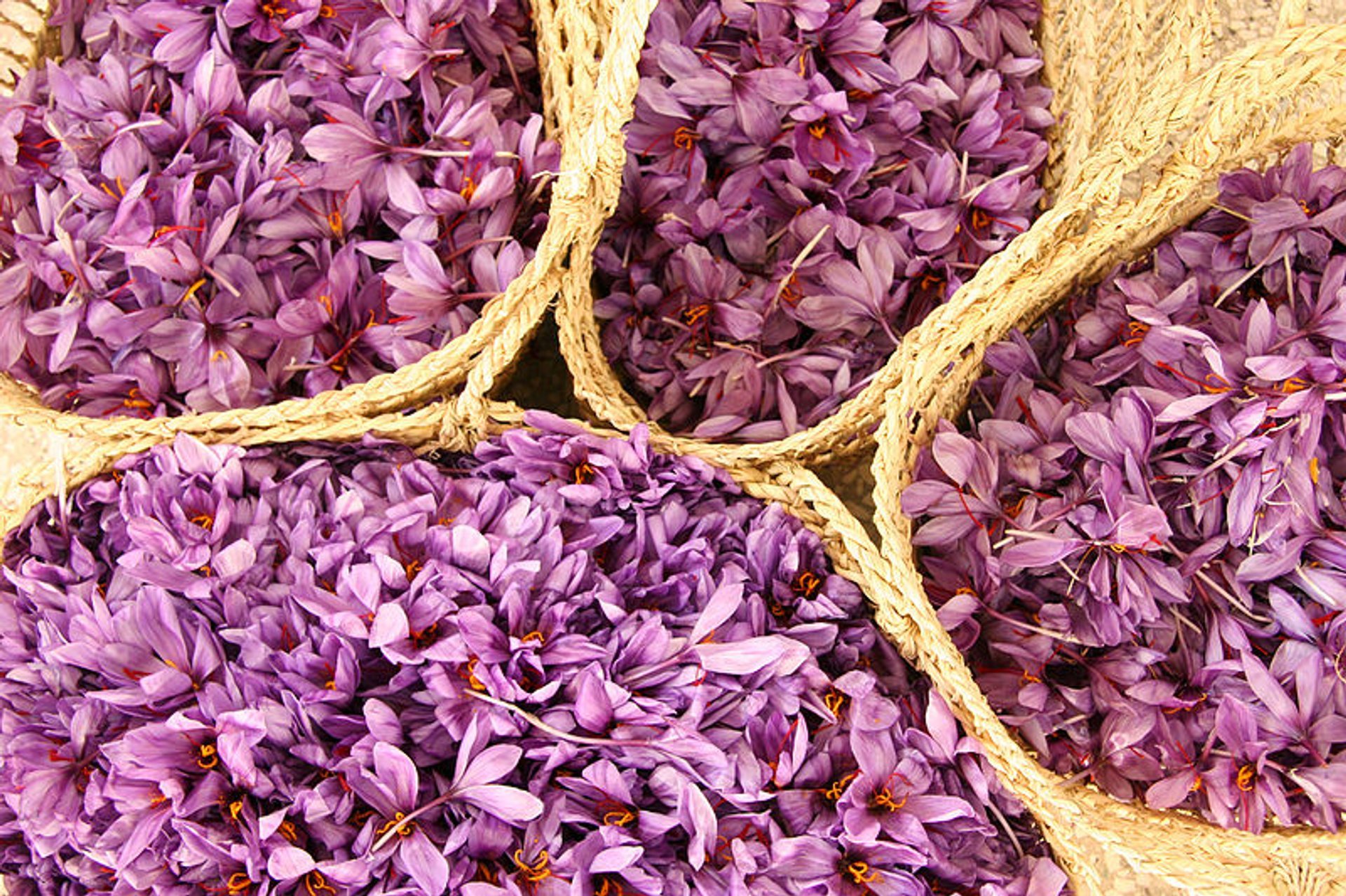 Saffron Harvest