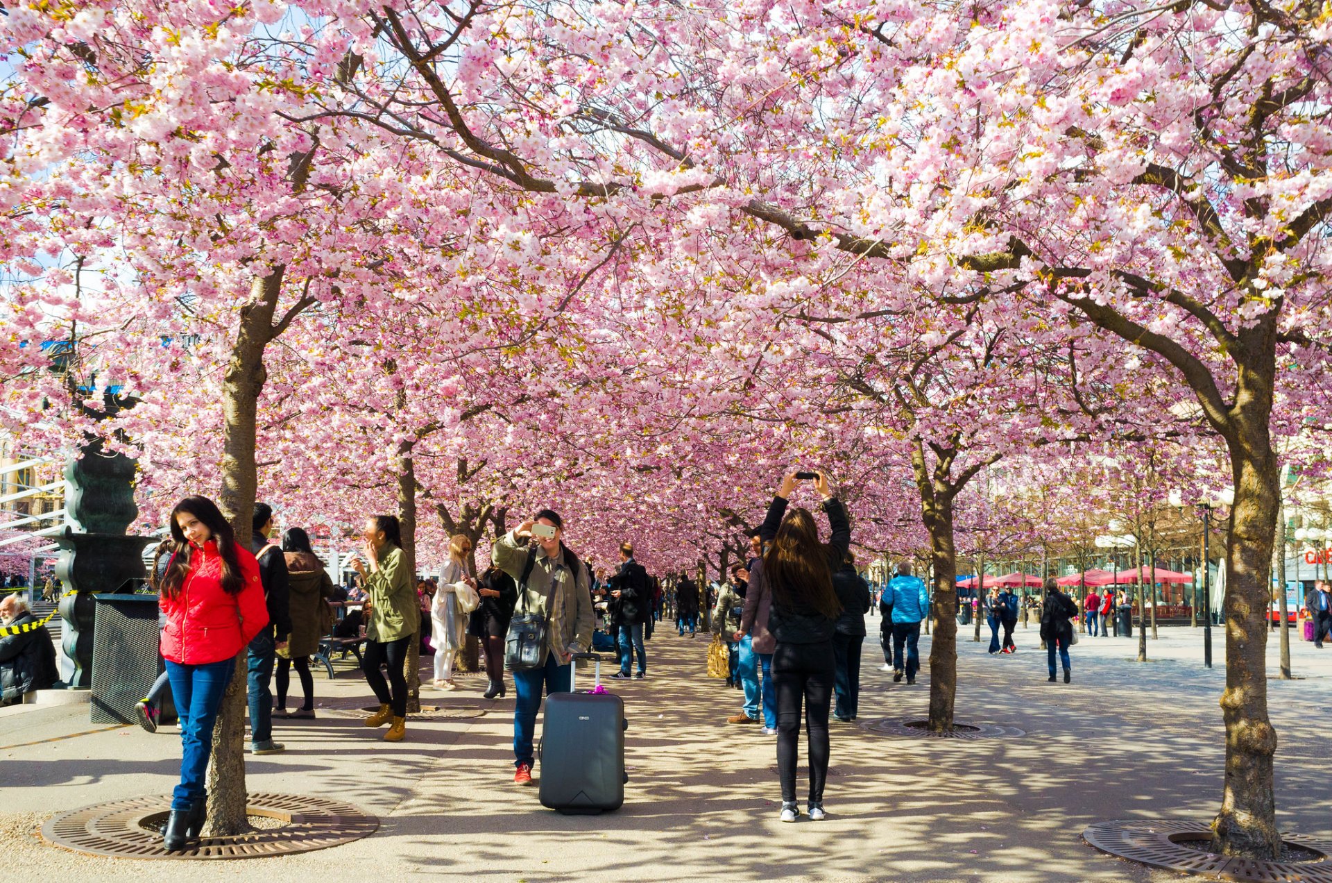 Kirschblüten