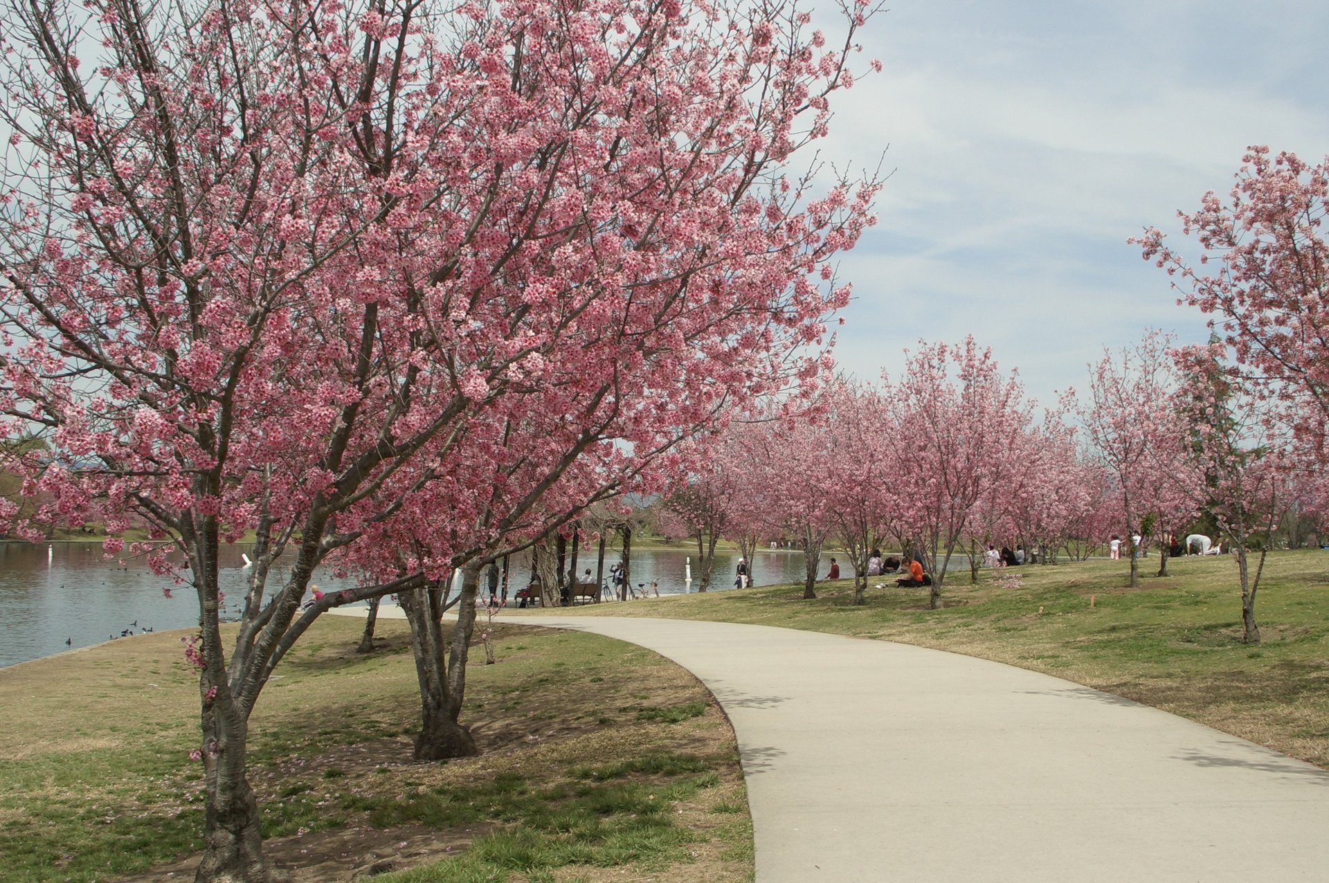 Where to See Cherry Blossoms in Los Angeles 2024