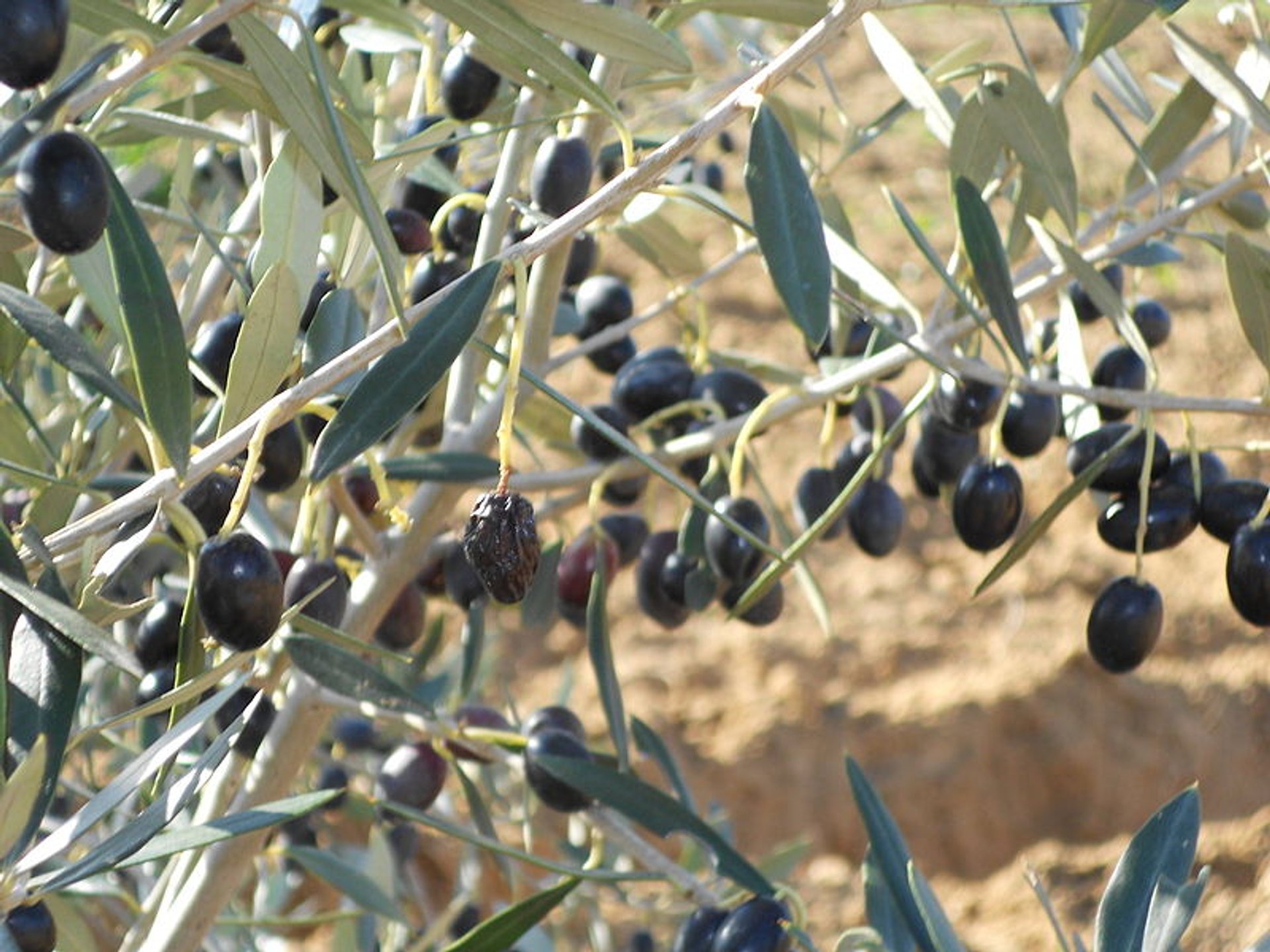 Récolte des olives