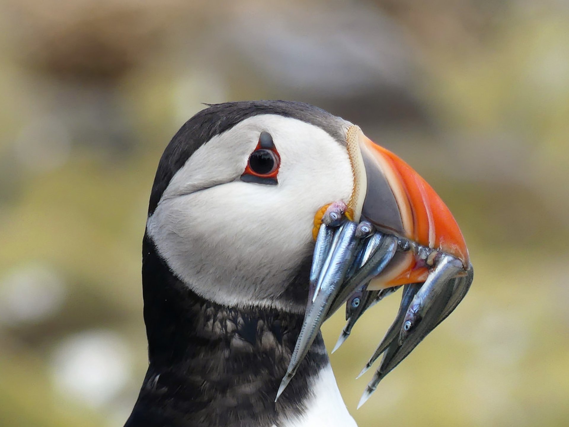 Puffins nas Ilhas Farne