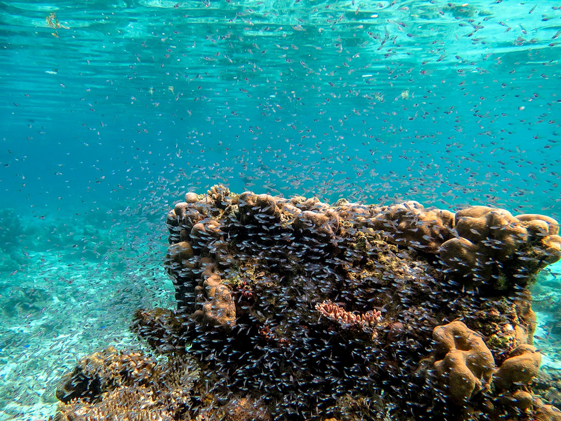 Buceo cerca de la isla de Borneo