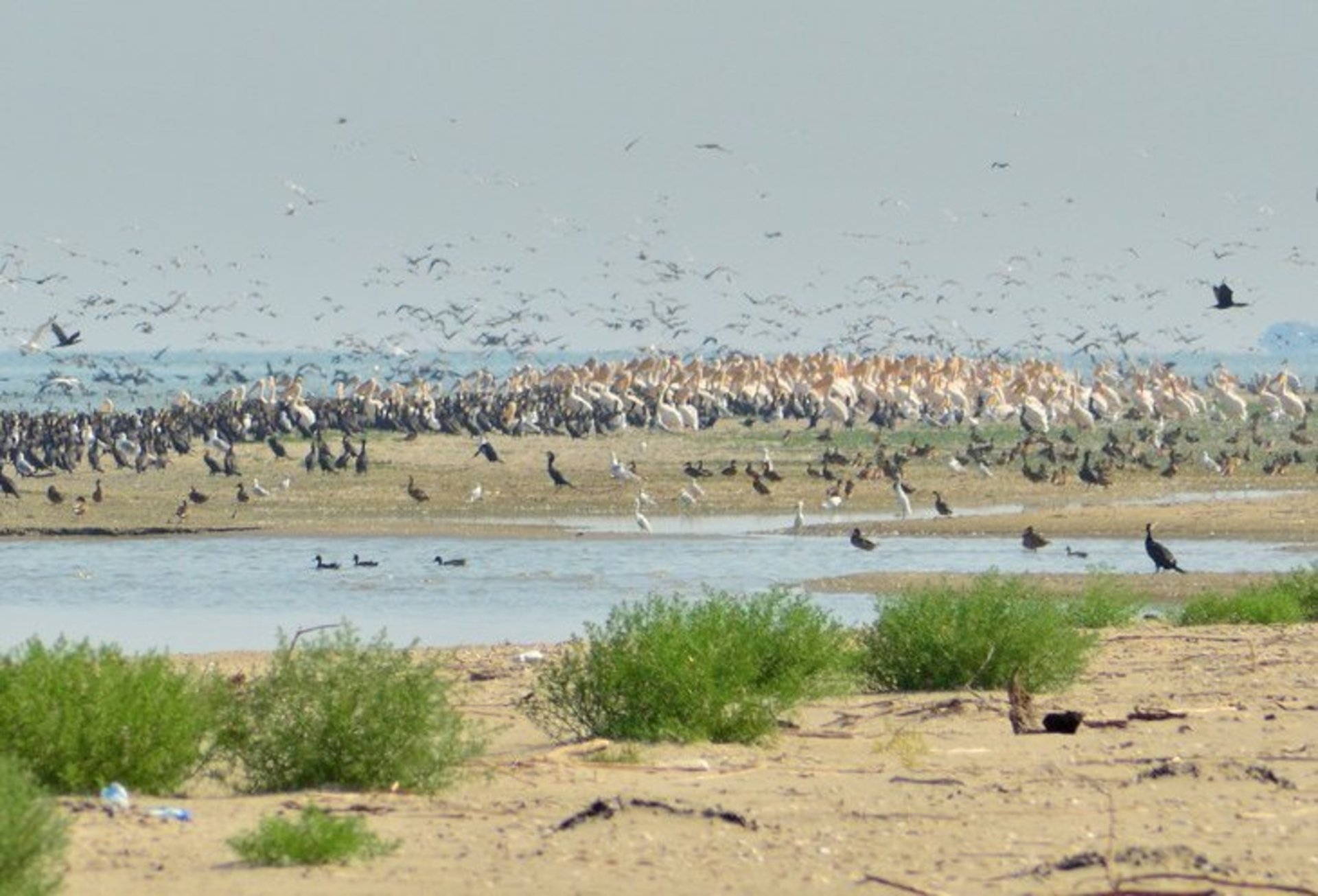 Pelicans