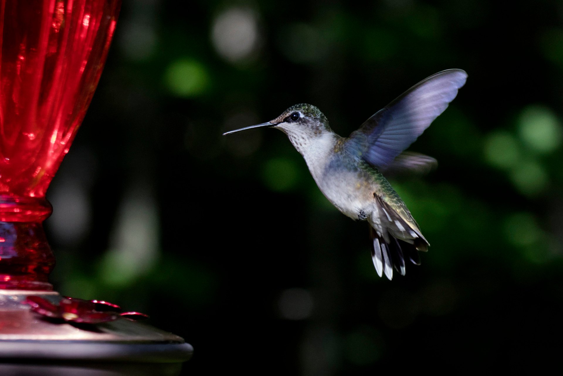 Colibríes