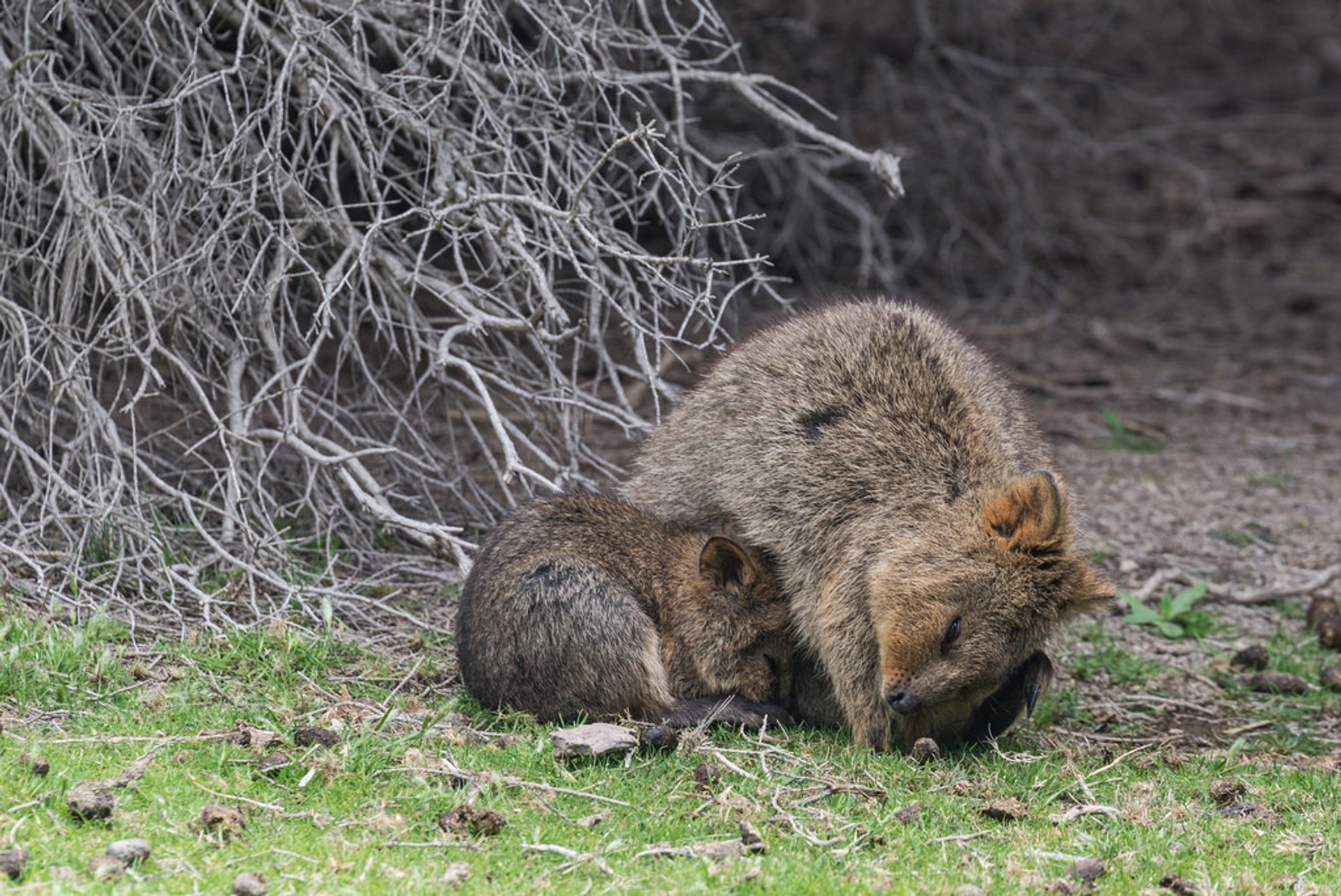 Quokka, el animal más feliz del mundo