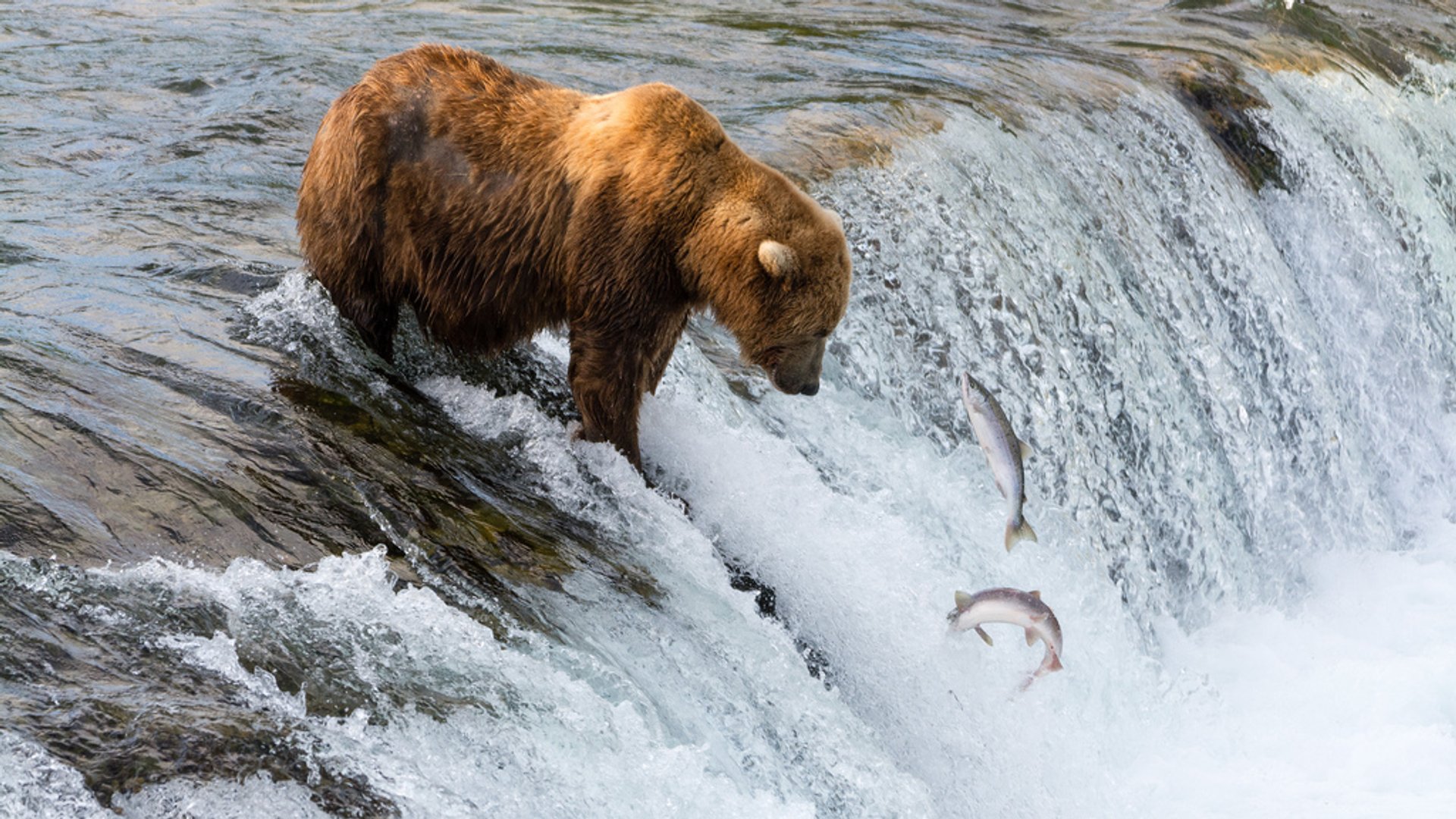 Watch these bears get extremely close to tourists in Alaska