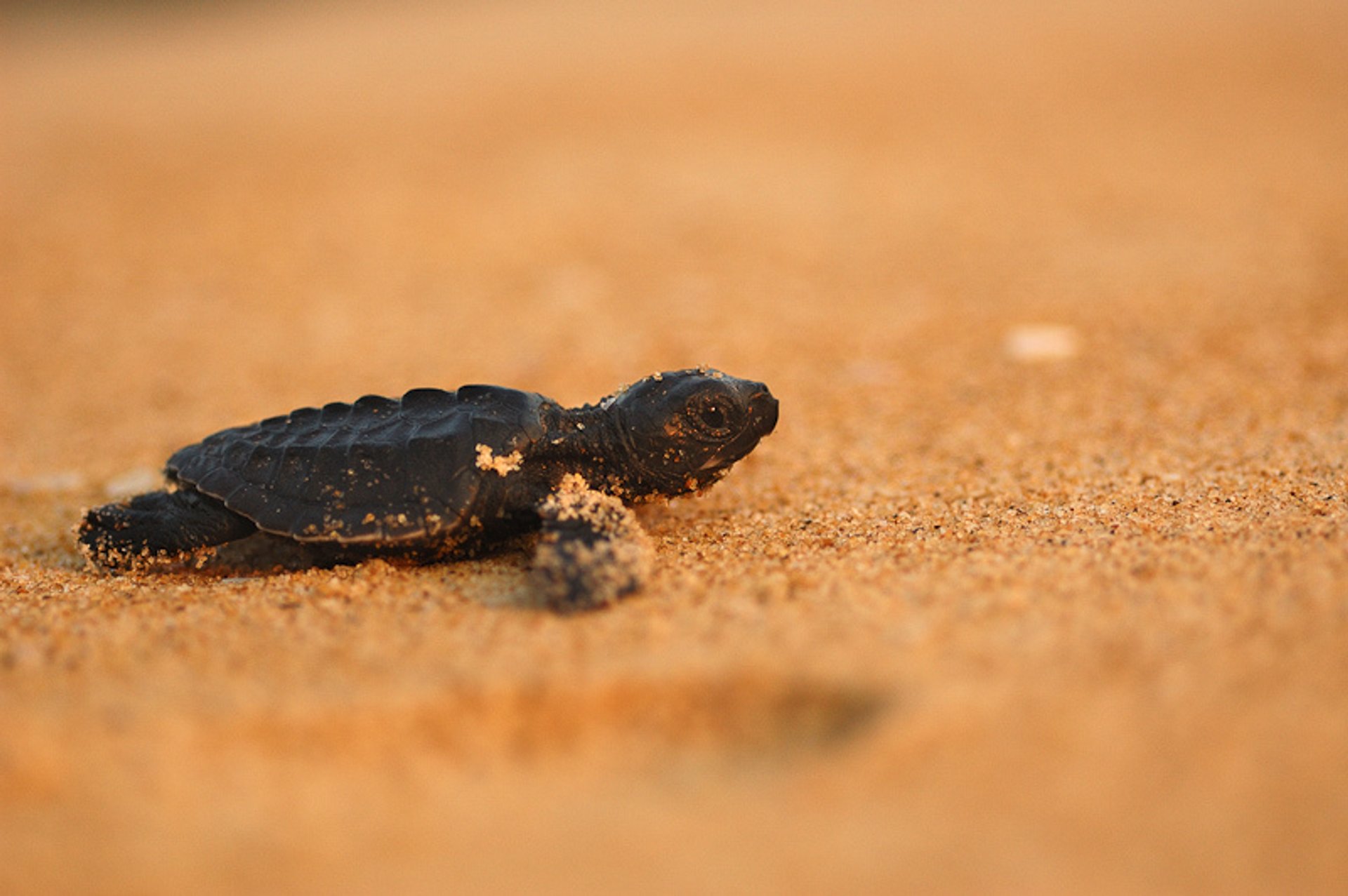 Temporada de anidación de tortugas