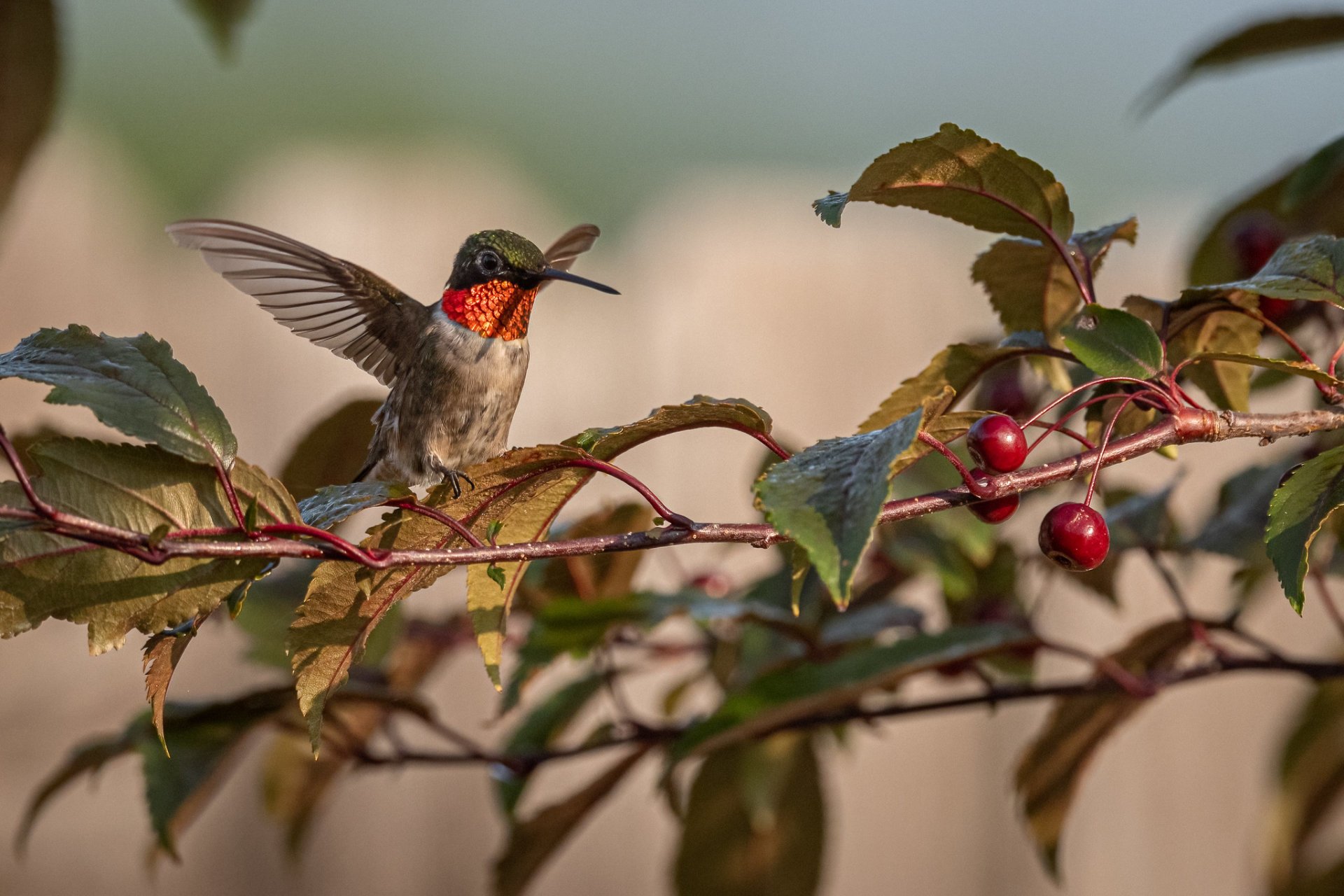 Native Plants that Attract Hummingbirds in Virginia's Capital Region