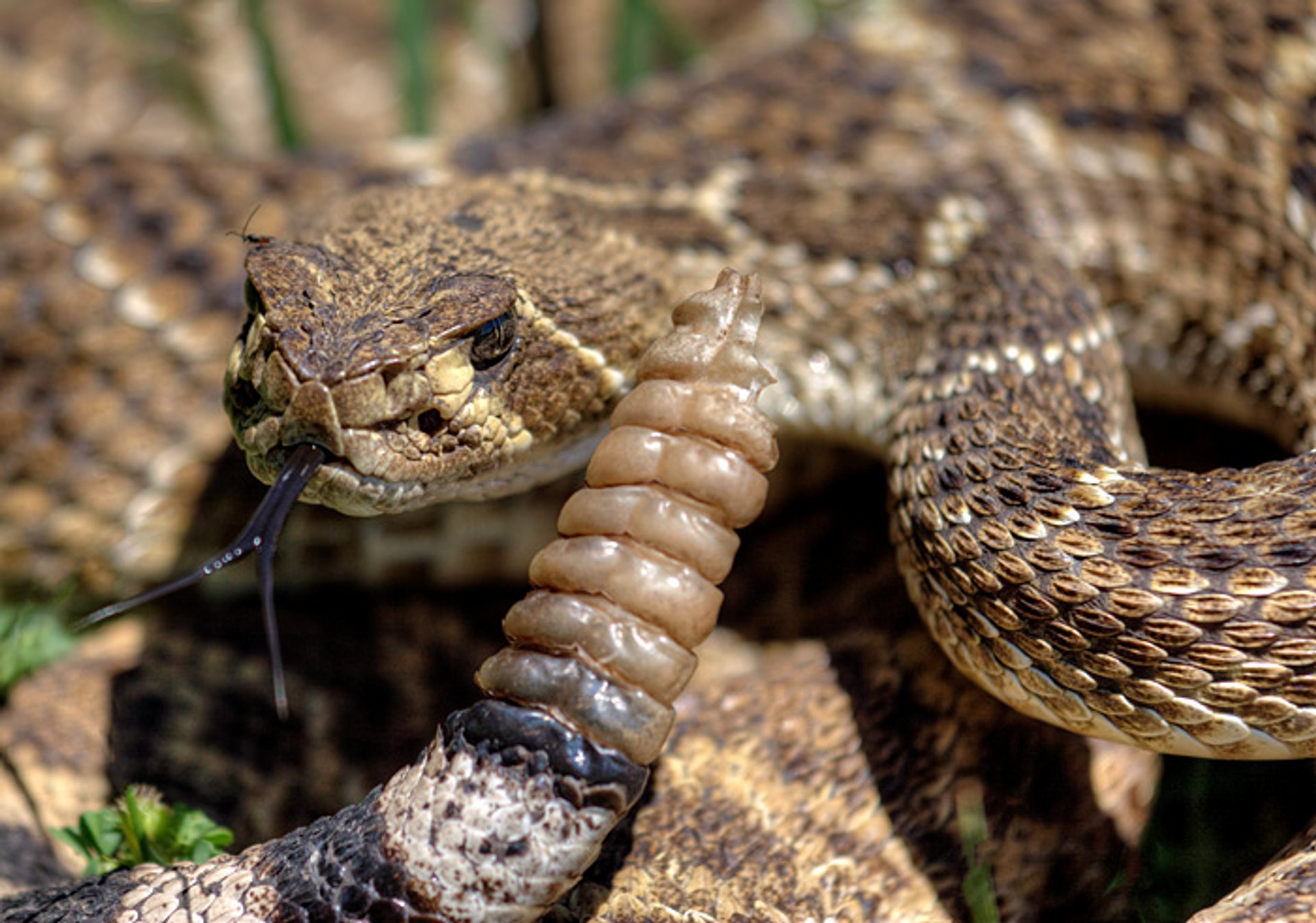 Stagione del serpente