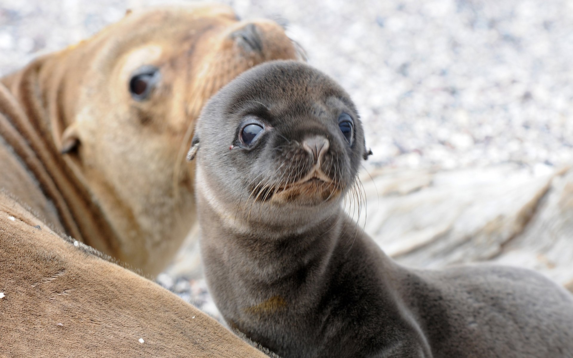 Leones marinos bebés en Islas Galápagos, 2023