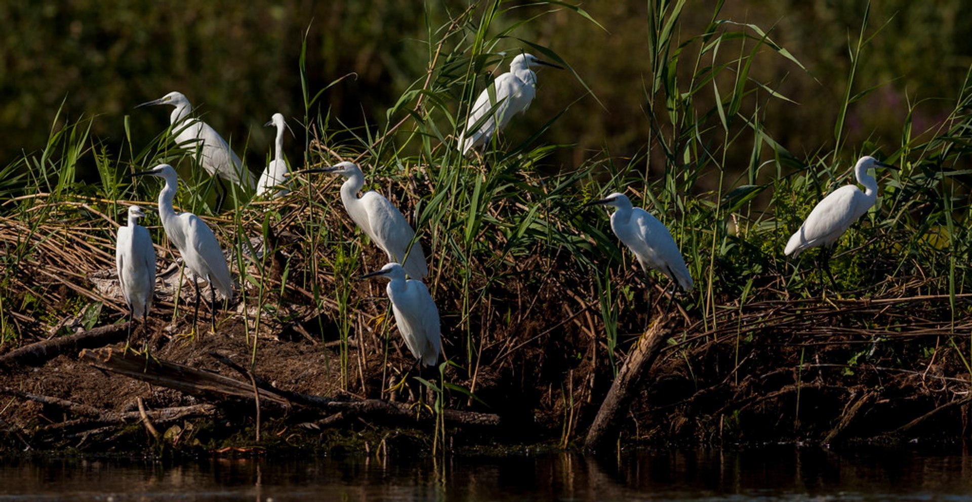 Observação de aves