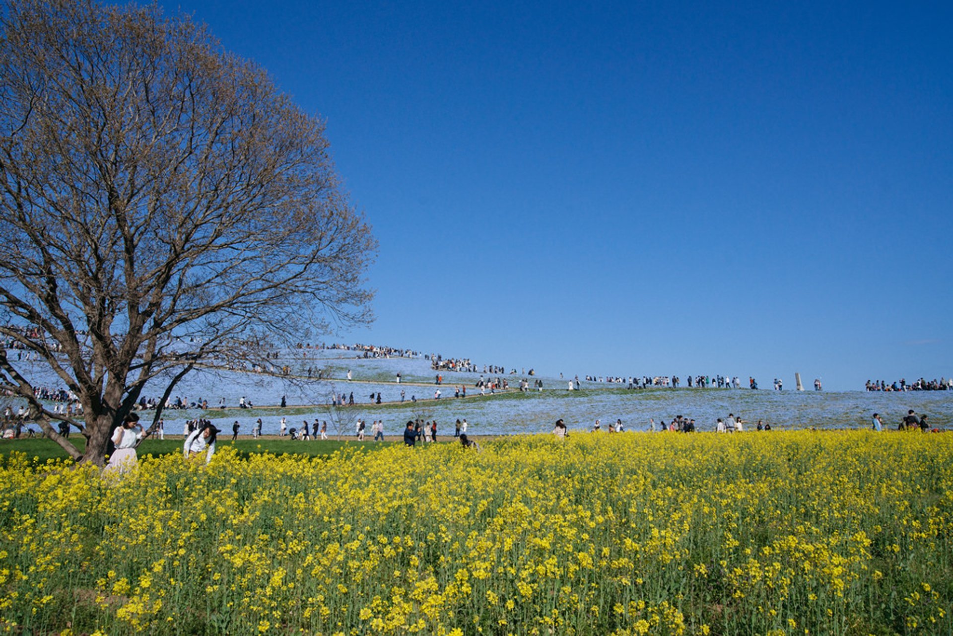 Flowering in Hitachi Seaside Park