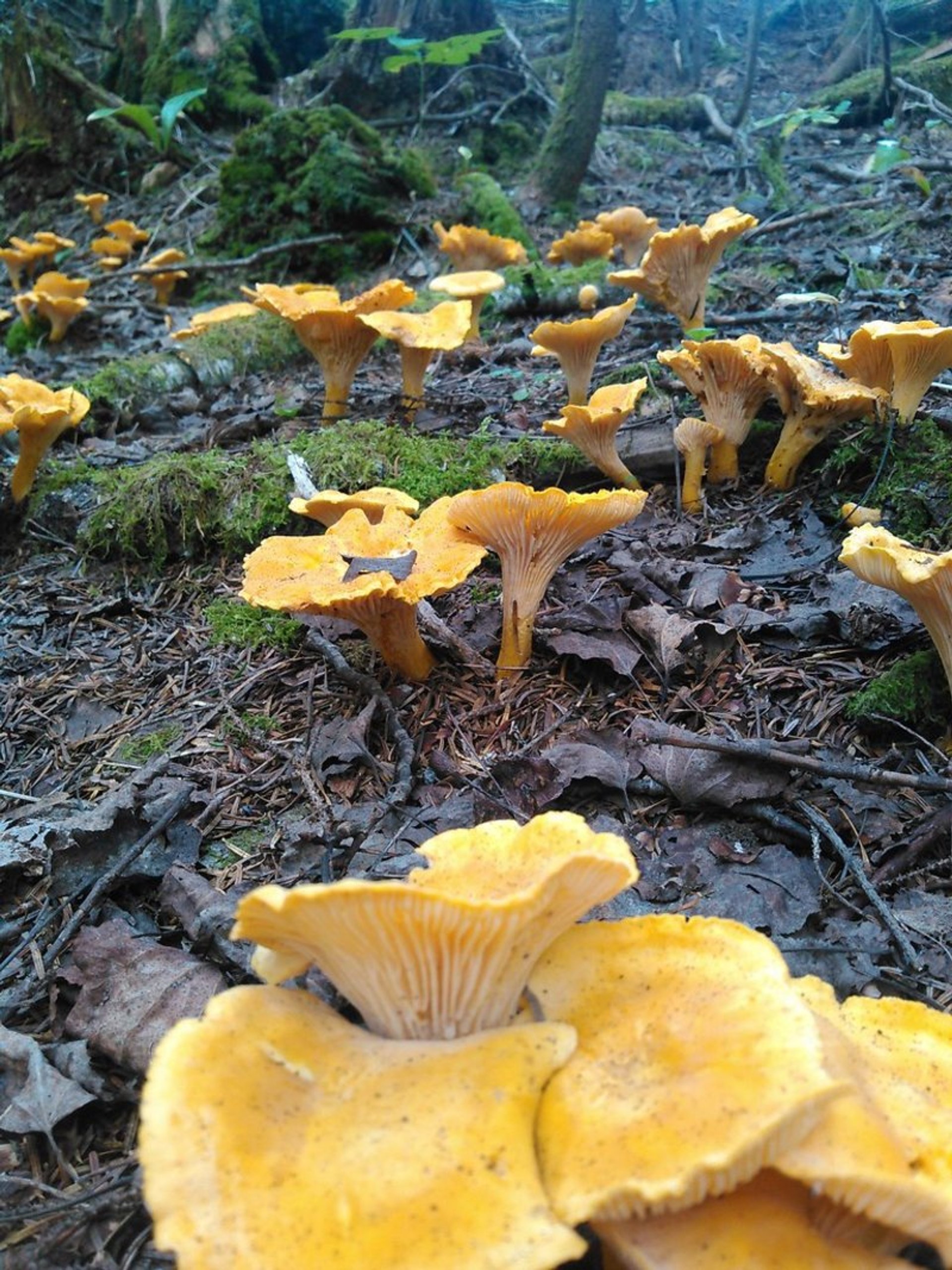 Mushrooms of the Olympic Peninsula