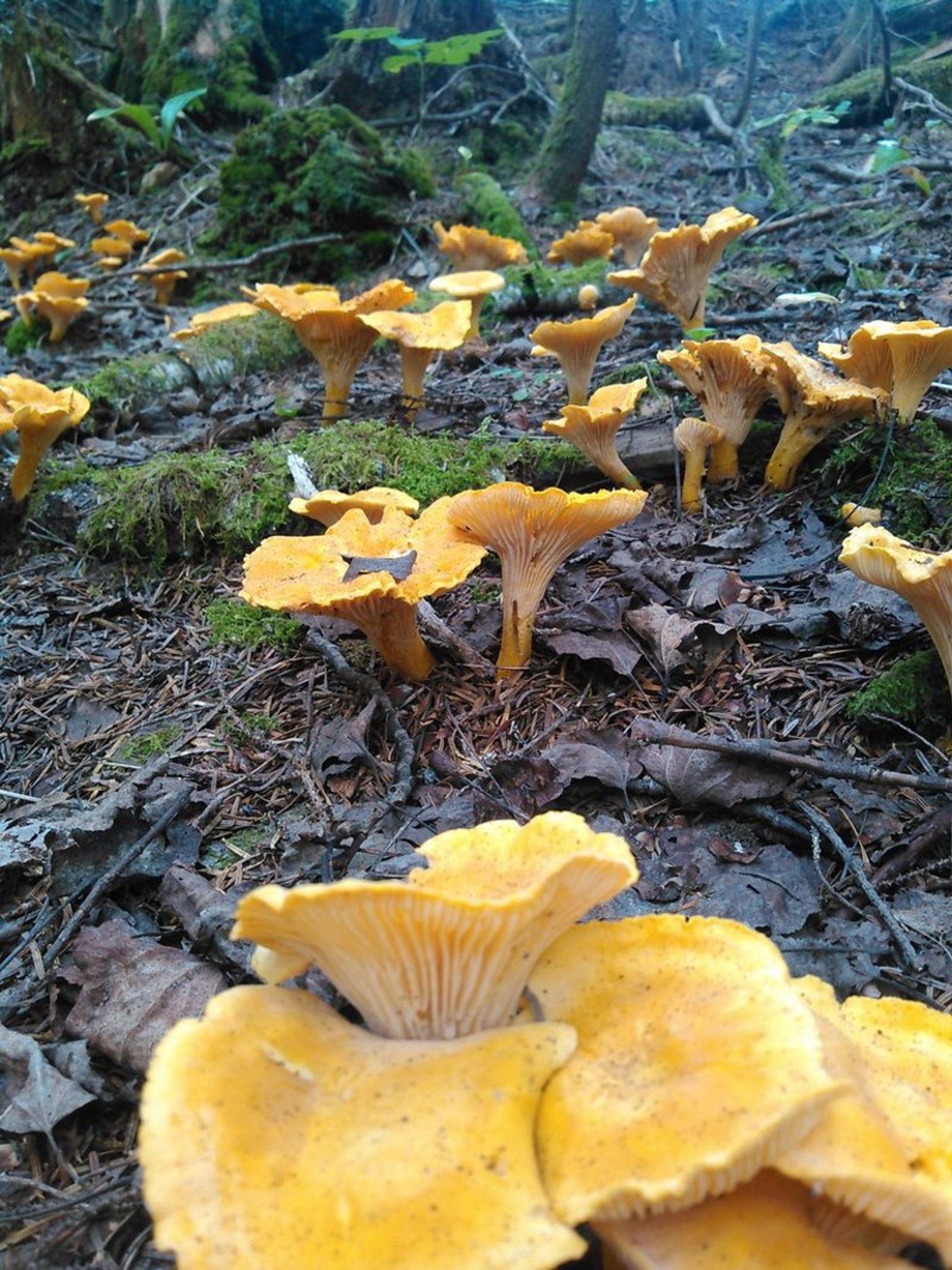 Funghi della Penisola Olimpica