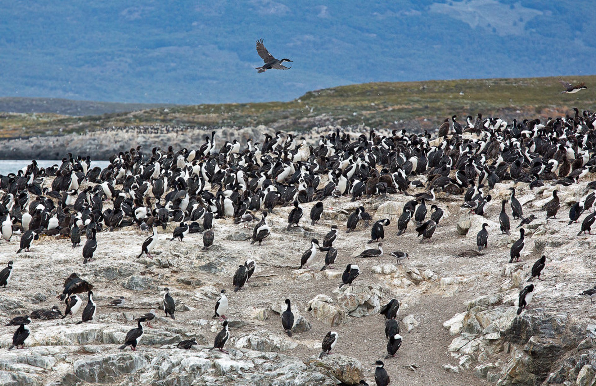 Cormorani della Patagonia