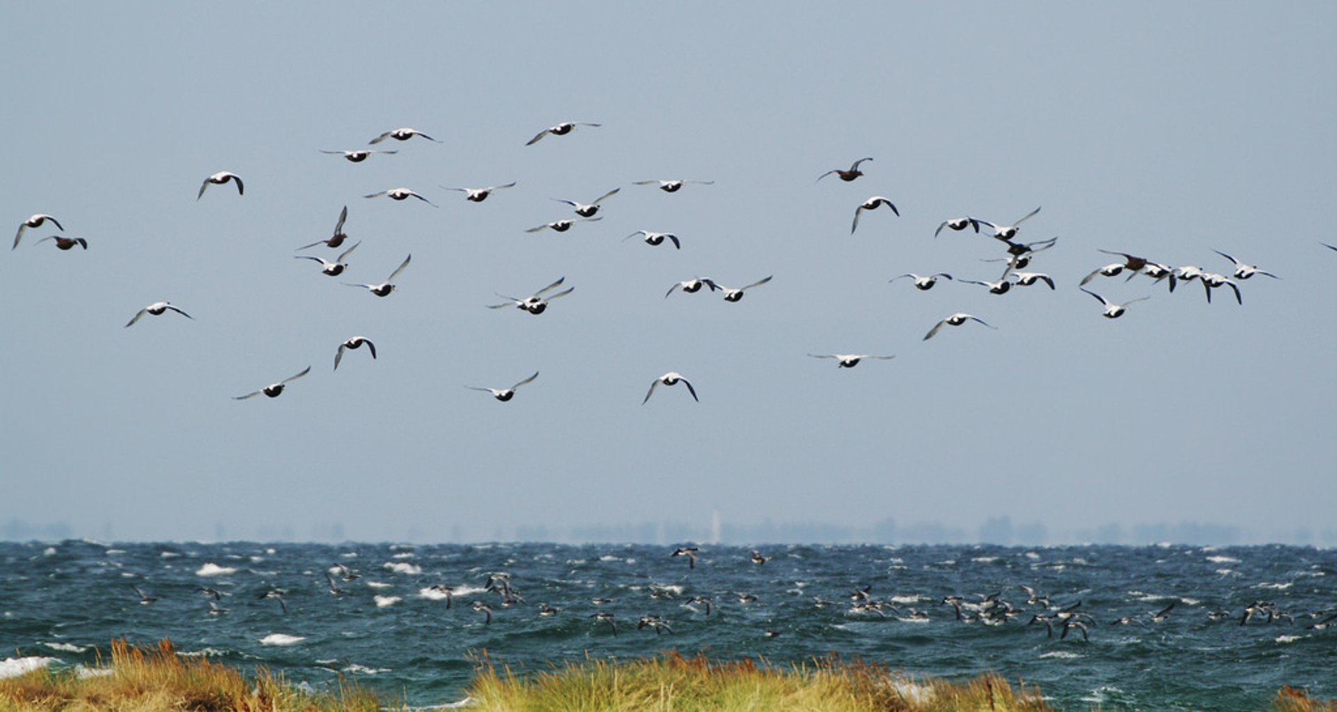 Aves migratorias en Falsterbo