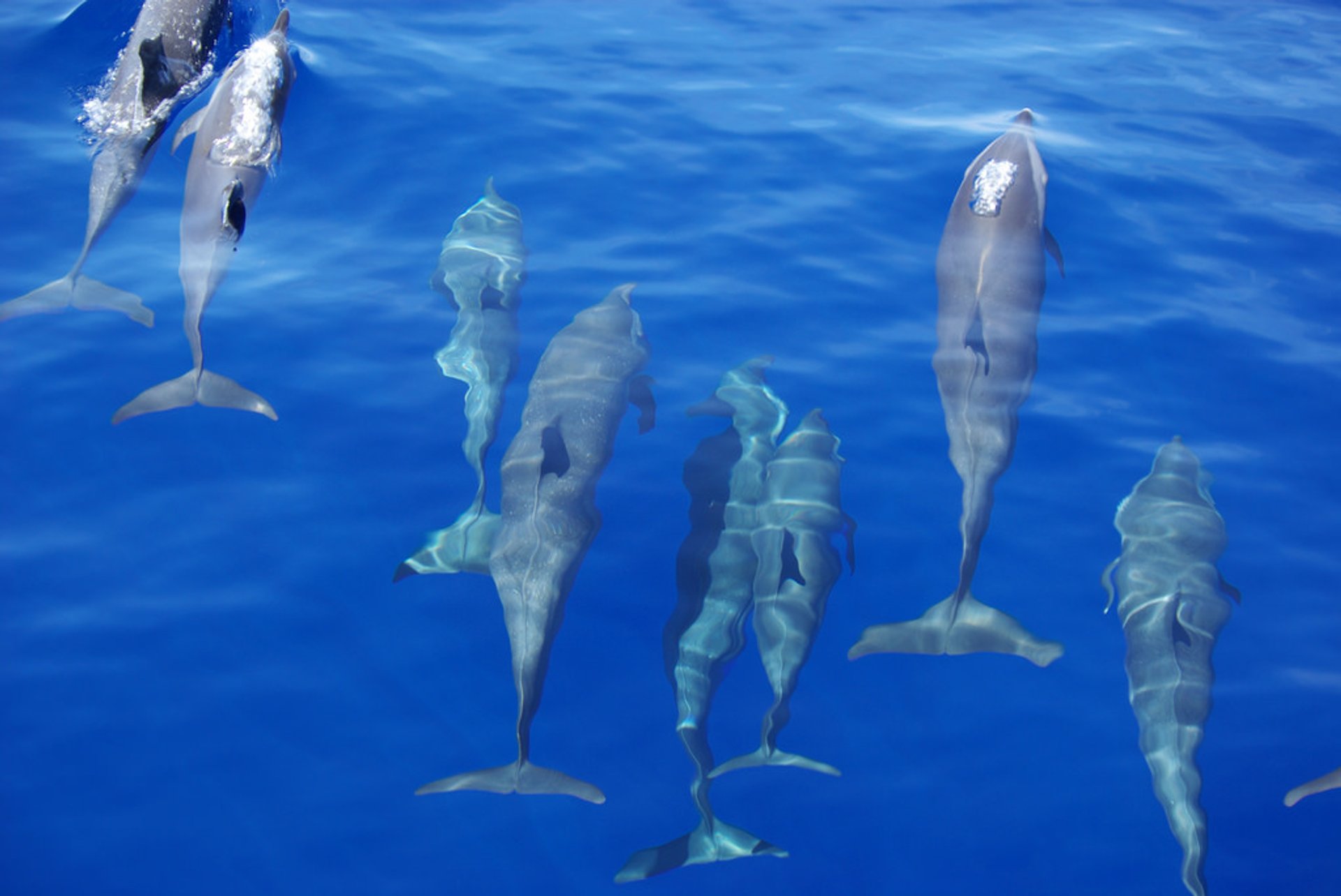 Observación de delfines