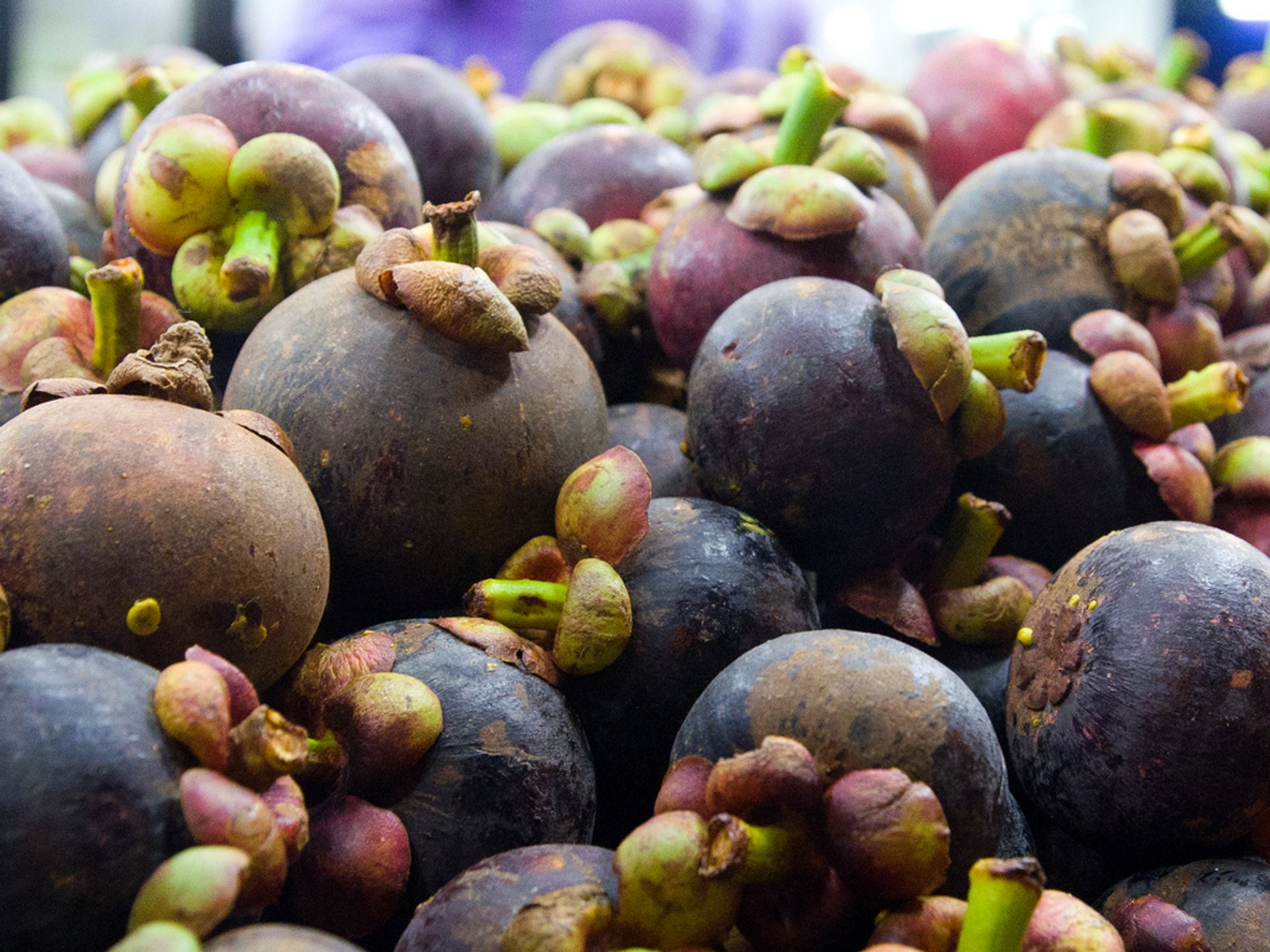 Mangosteen