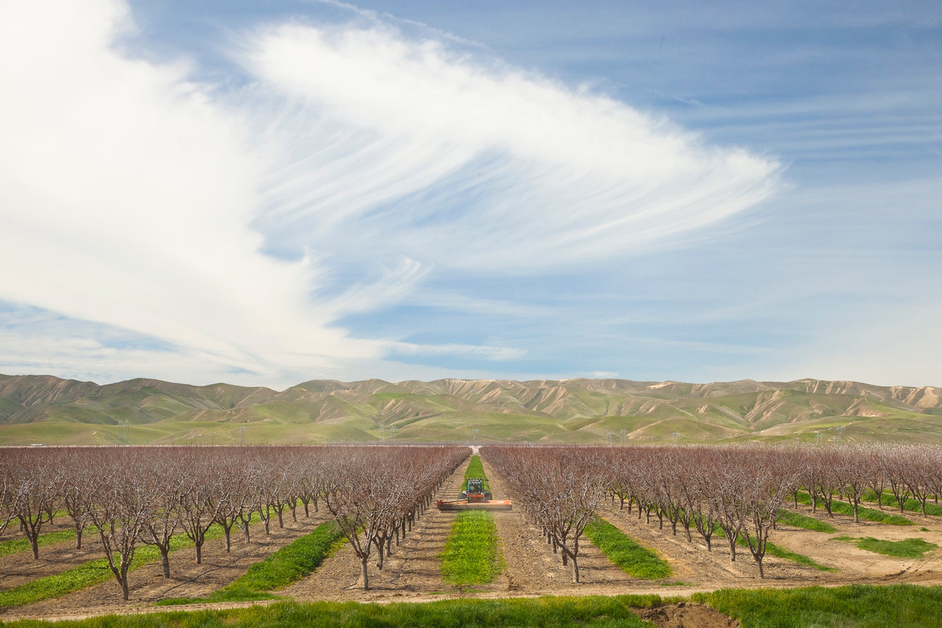 Almond Bloom