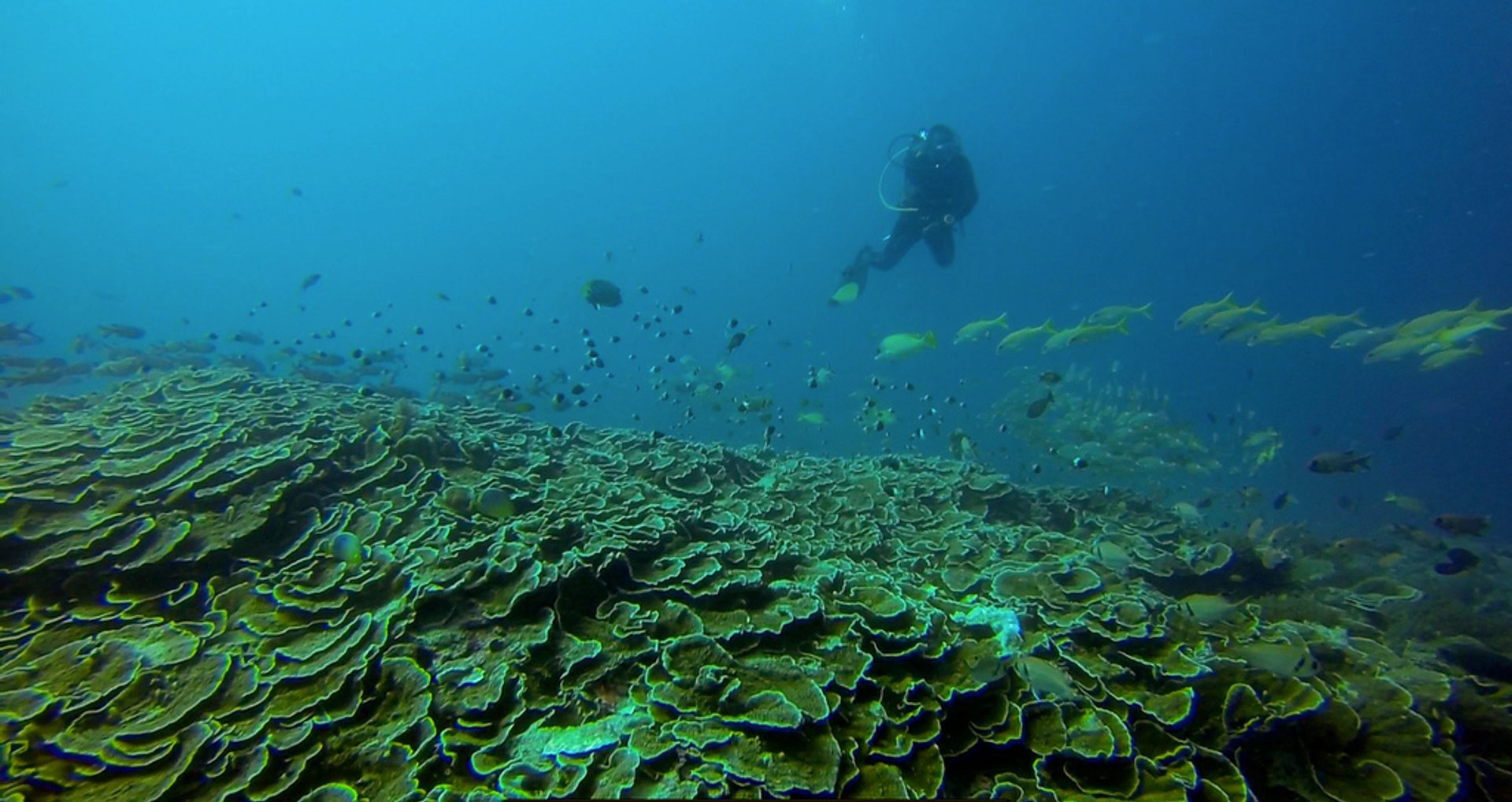 Plongée et snorkeling