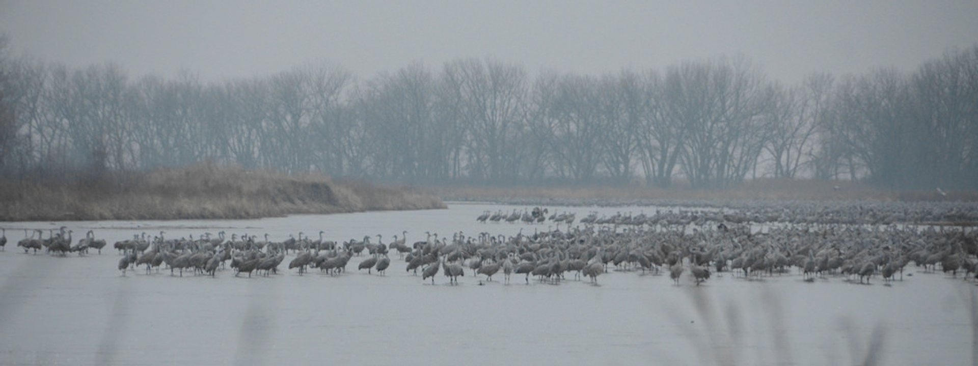 Migration der Kanadakraniche oder Sandhügelkraniche