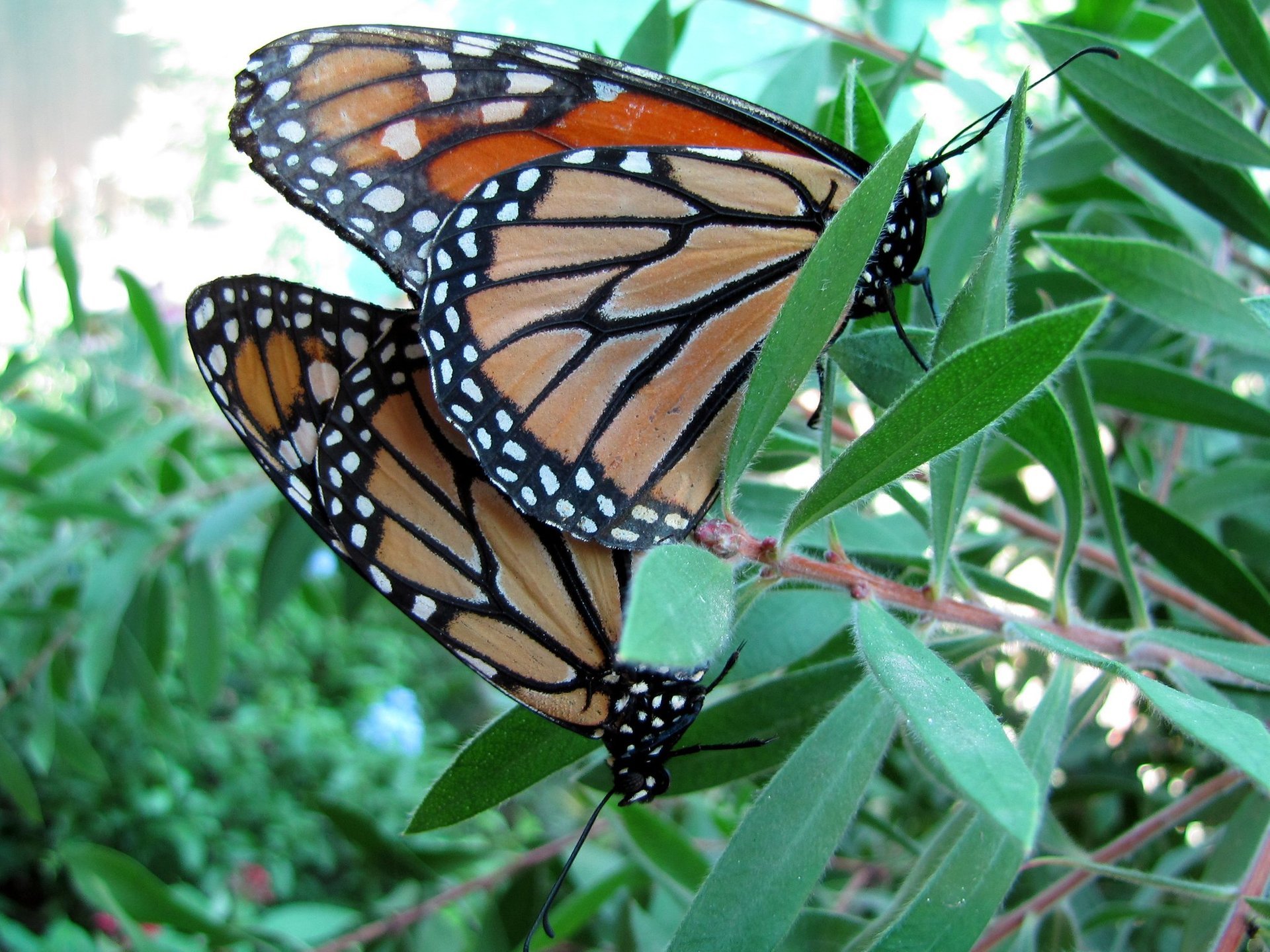 Migration du papillon monarque