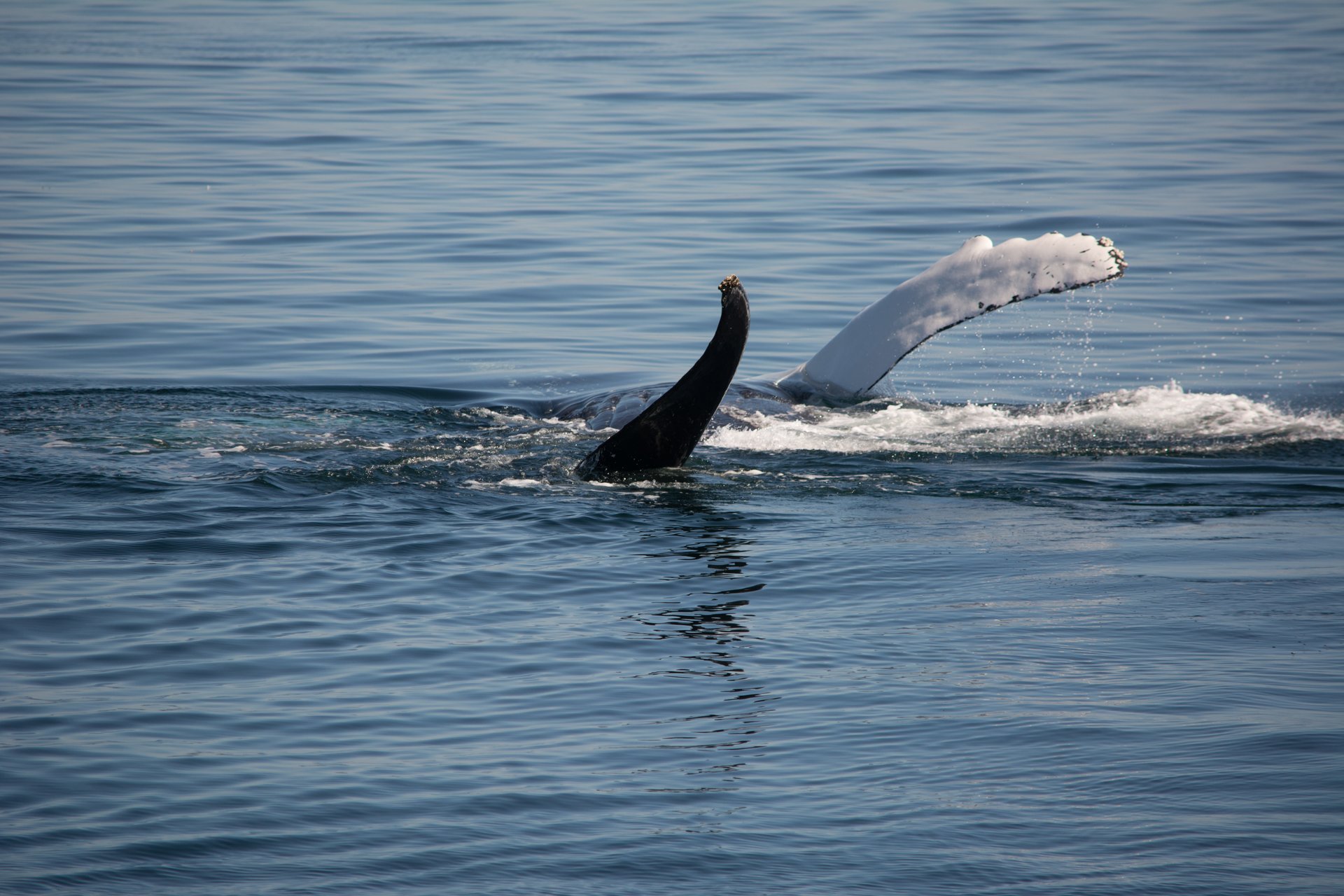 Whale Watching (Walbeobachtung)