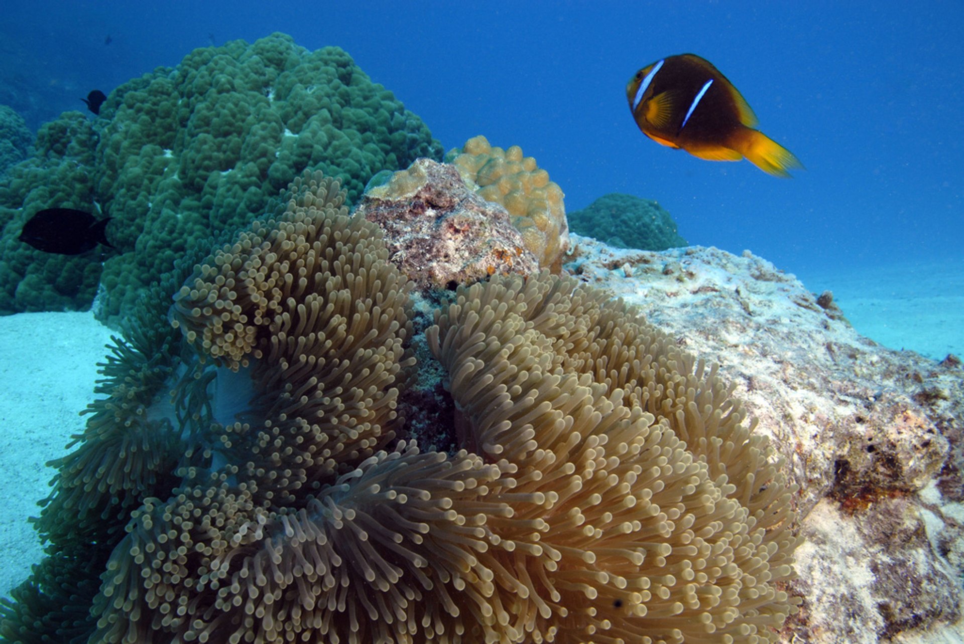 Mergulhando e mergulhando em torno de Tahiti