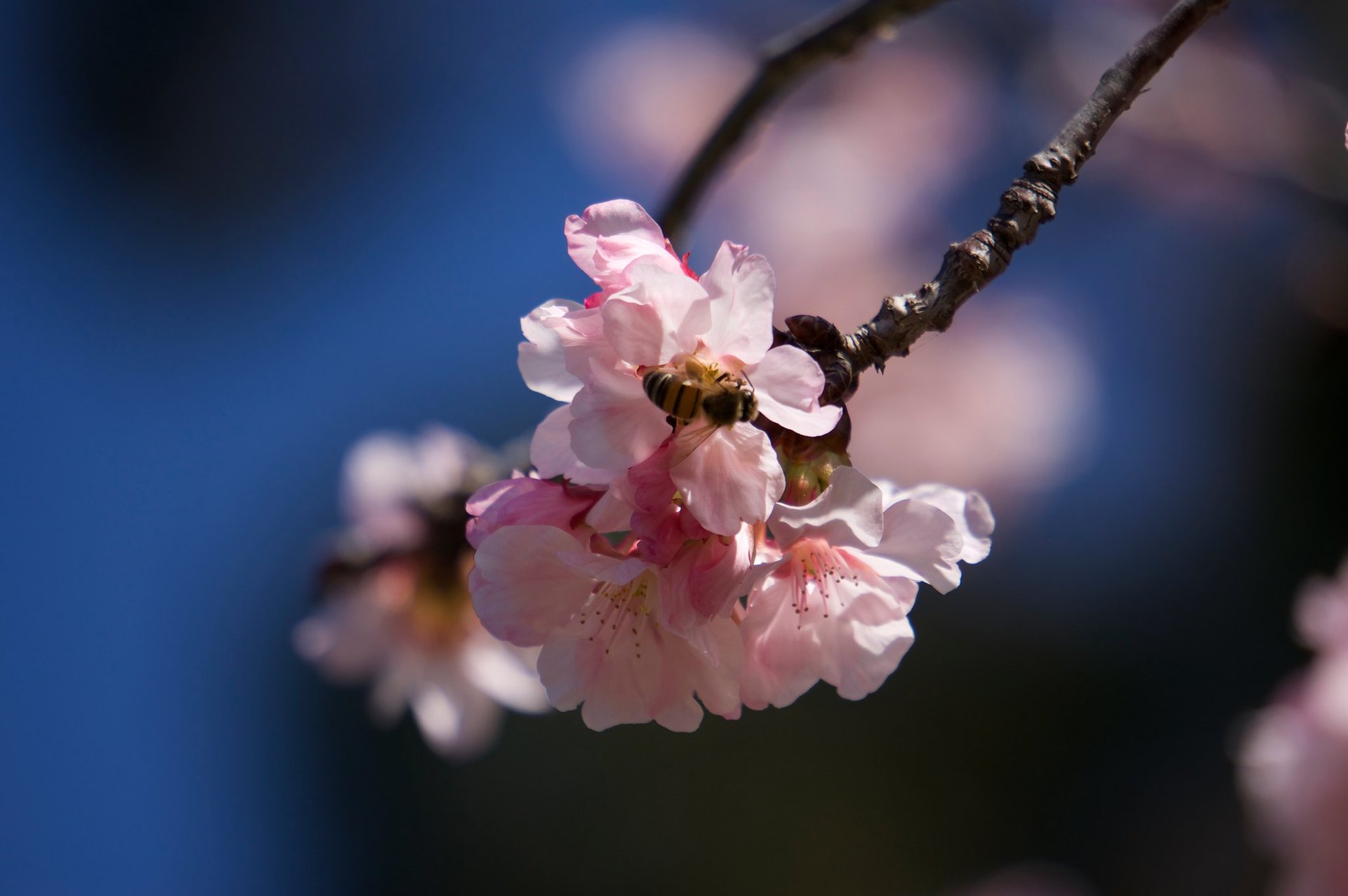 Cerezos en flor en Arizona, 2024