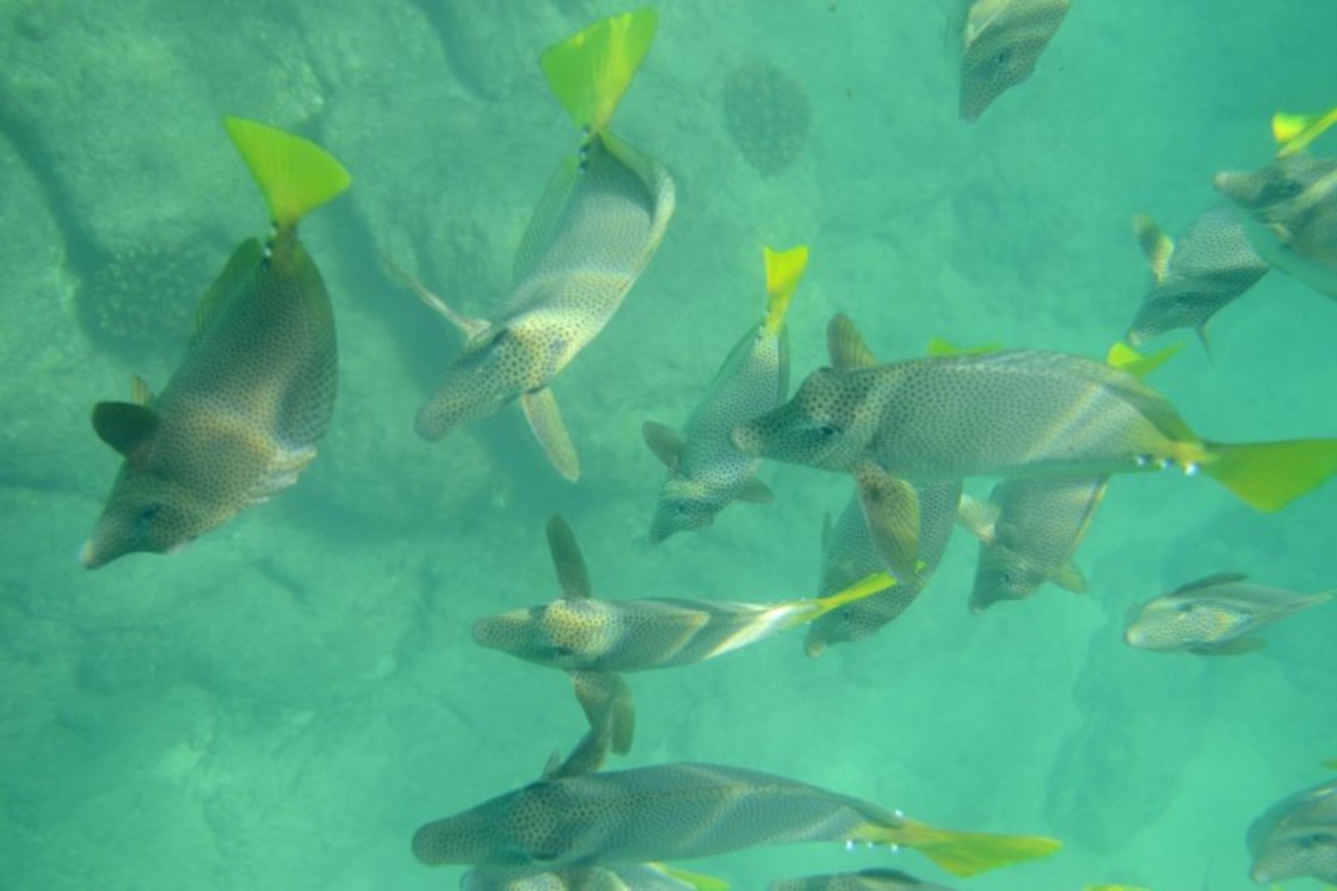 Snorkeling