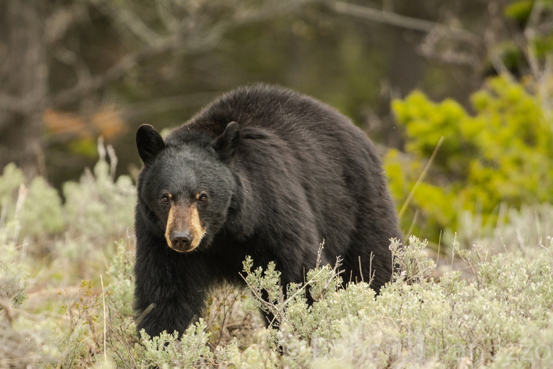 Black Bears in Yellowstone National Park 2024 - Rove.me