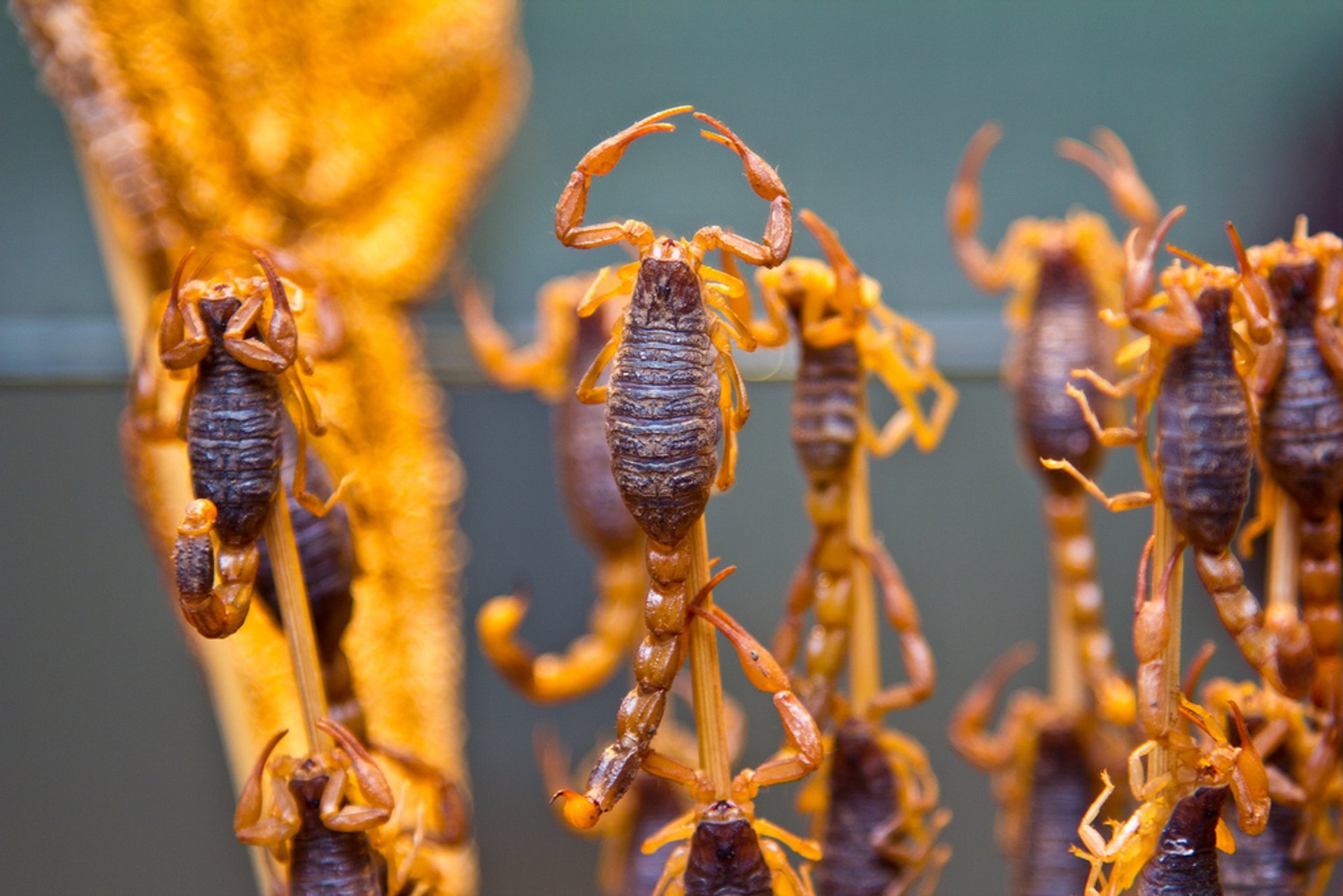 Fried Scorpions