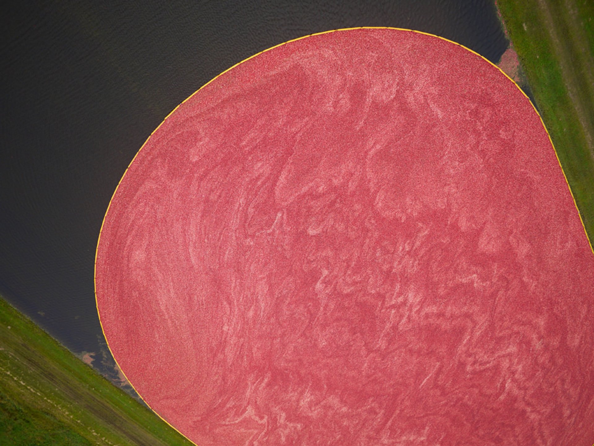 Wisconsin Cranberry Harvest