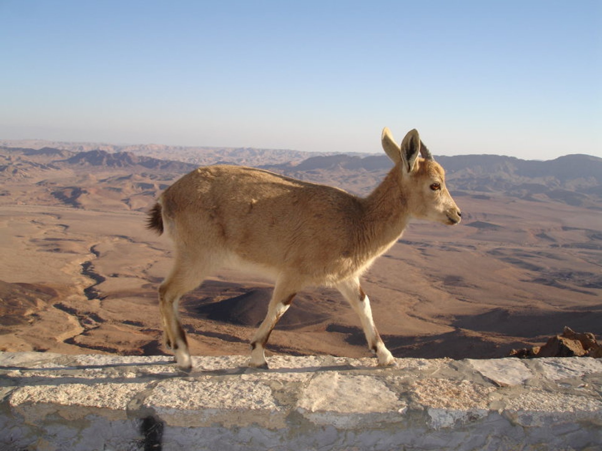 Nubian Ibex Baby Mountain Goats