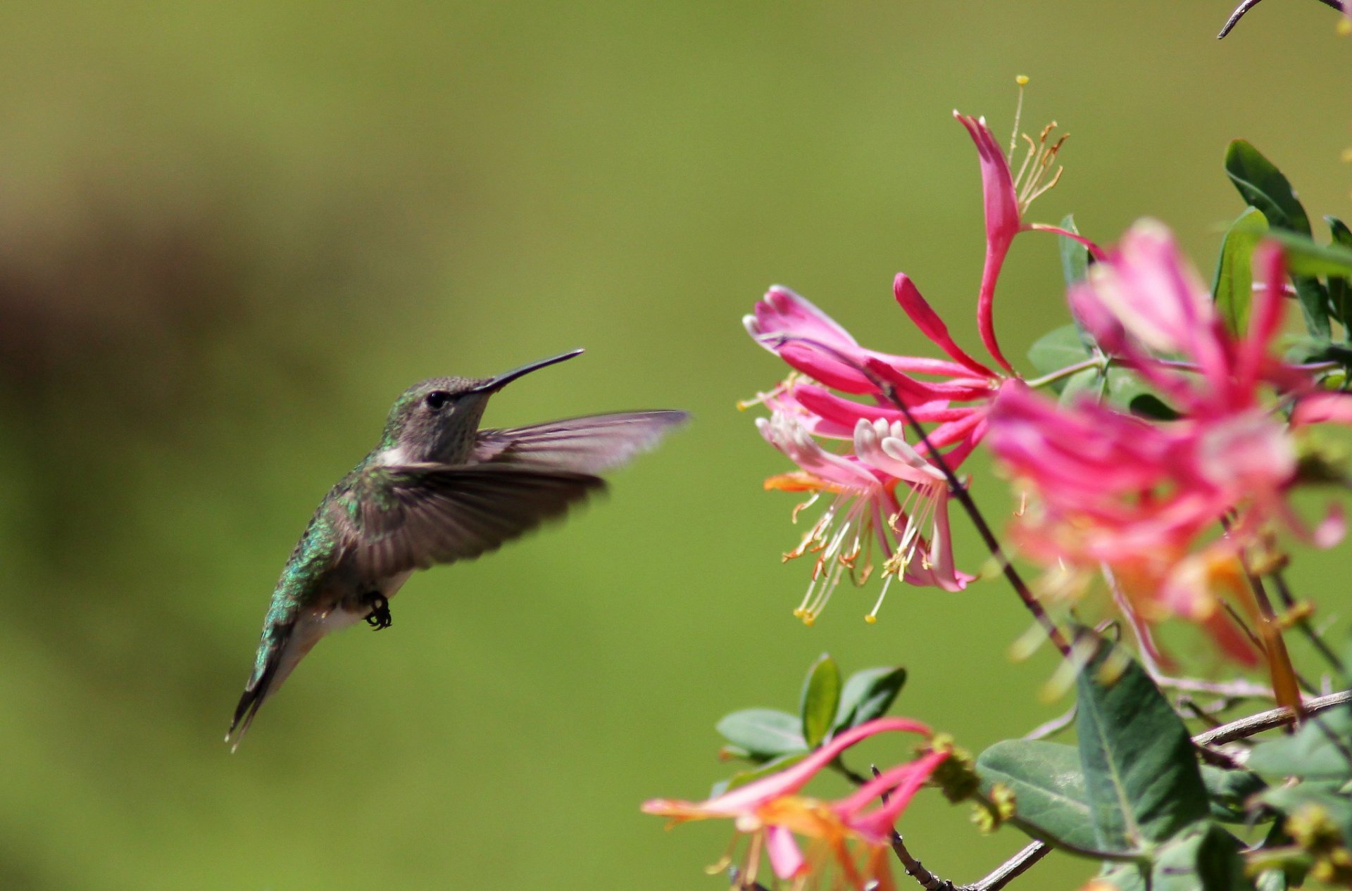 Colibríes en Arkansas