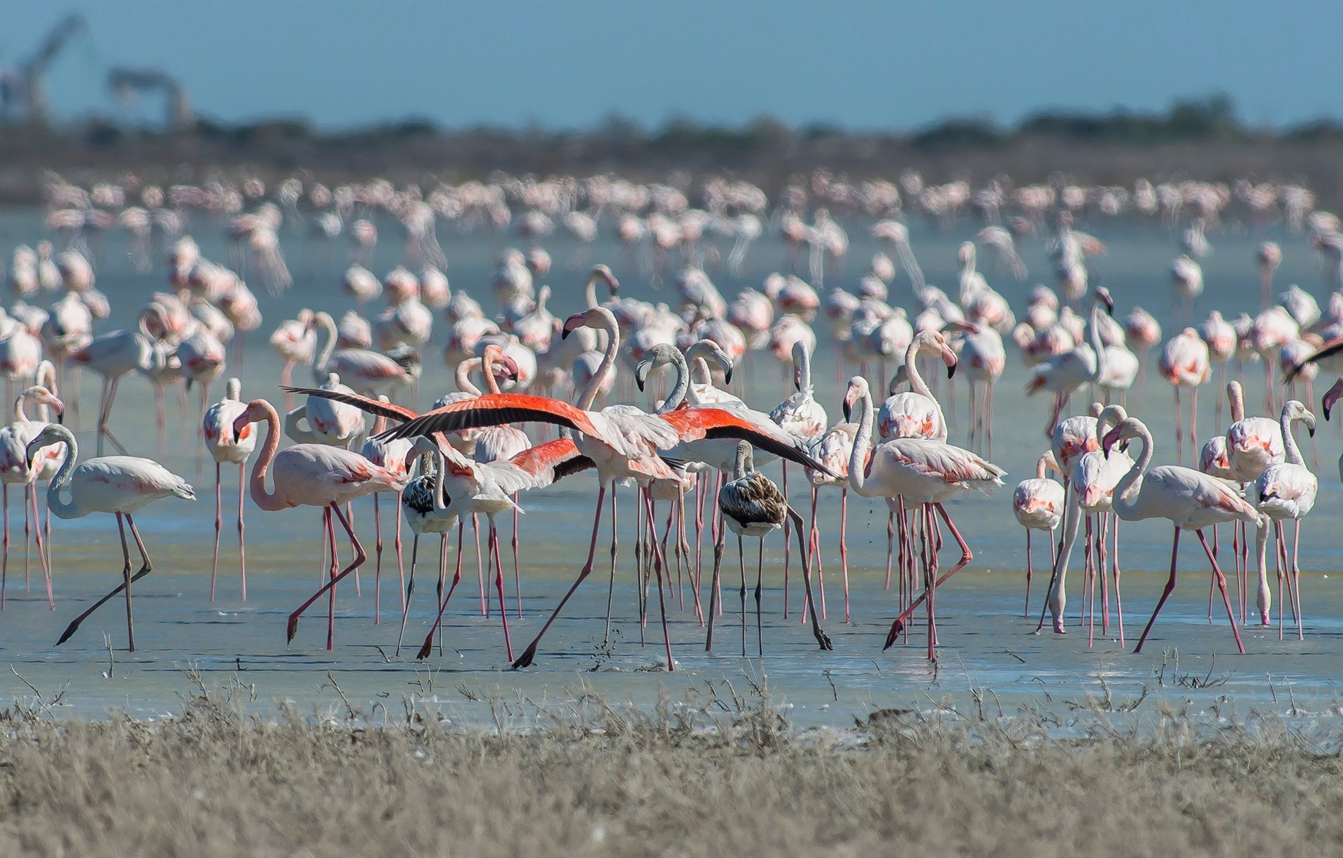 Greater Flamingos