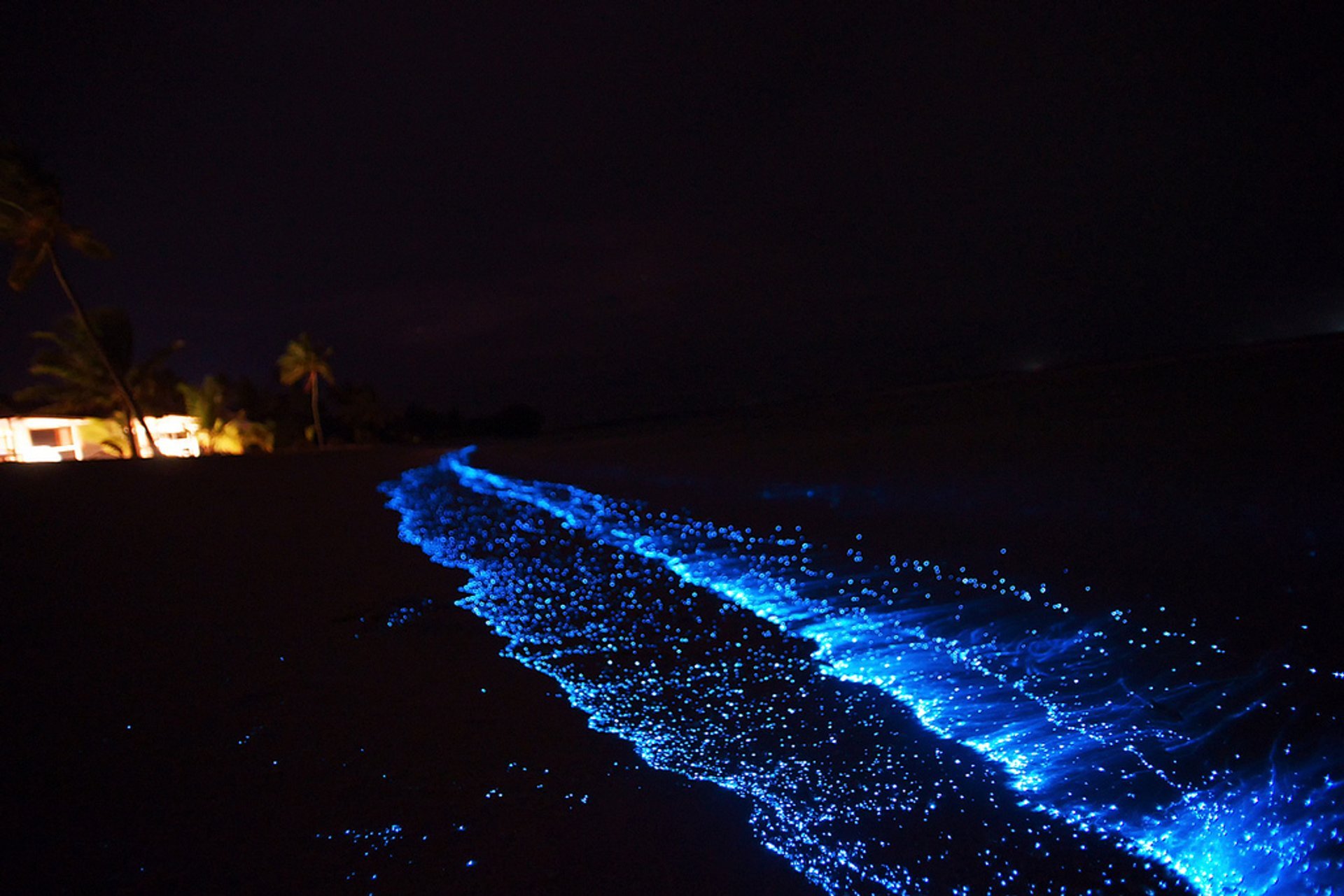 Sea of Stars - Glowing beaches in the Maldives