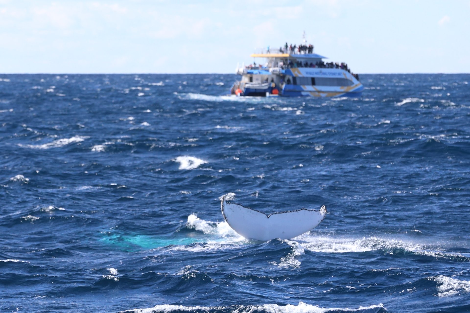 Wal und Delfinbeobachtung (Whale Watching)