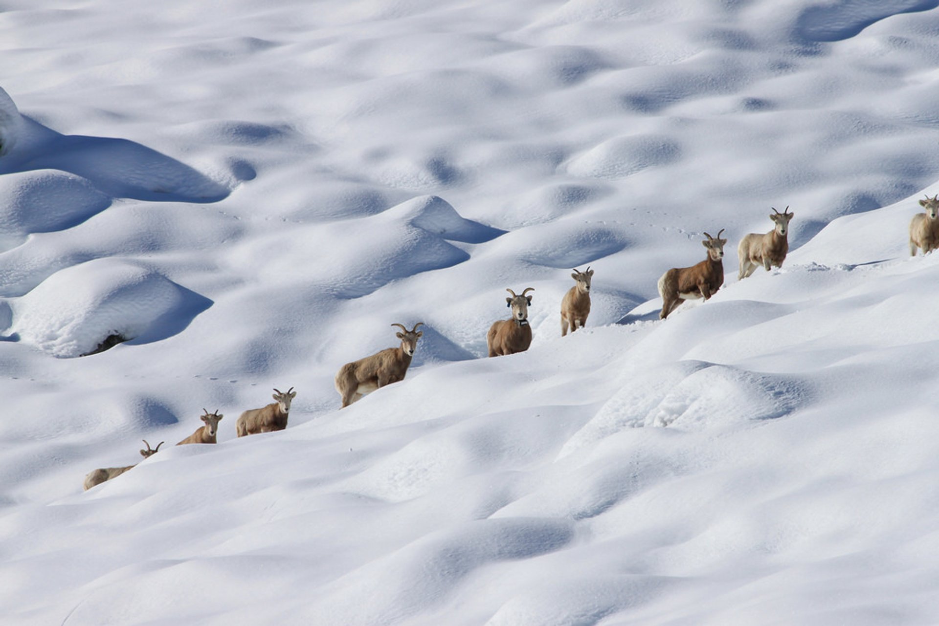 Carneiros selvagens da Sierra Nevada