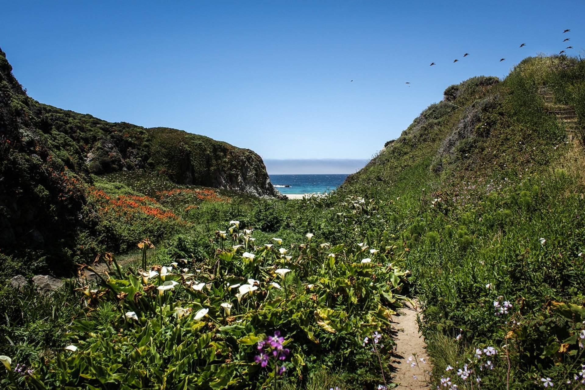 Best Time to See Calla Lily Valley & Garrapata Beach in California 2022