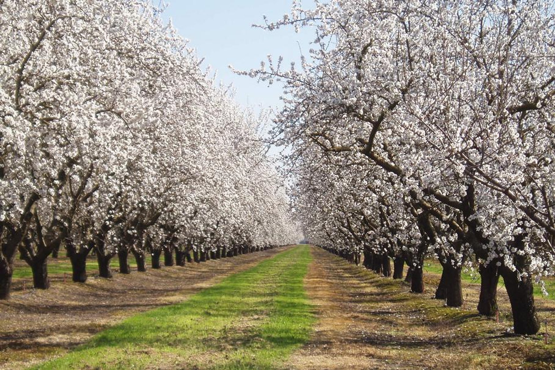 Mandelblüte