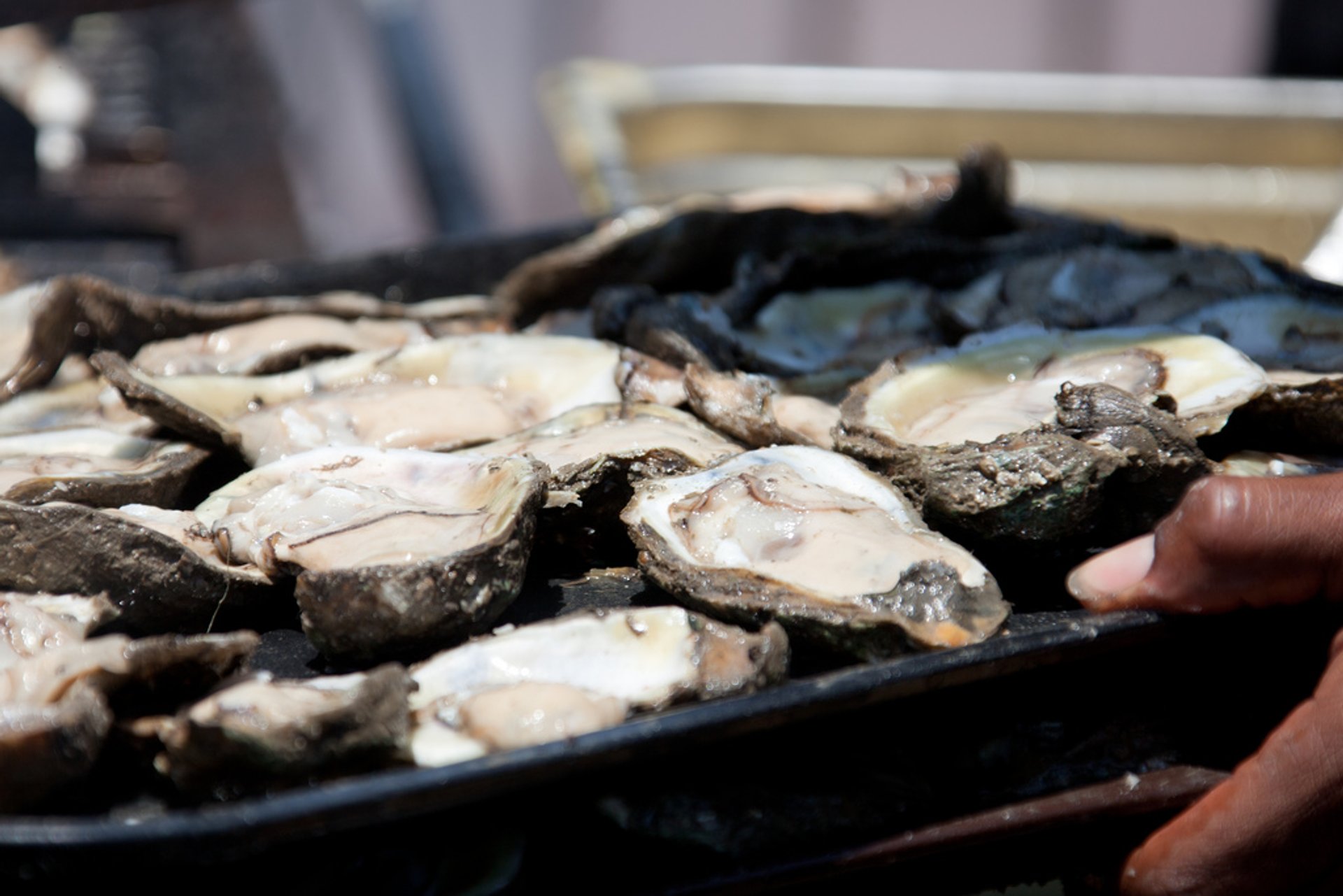 New Orleans Oyster Festival, Nova Orleans, 2022