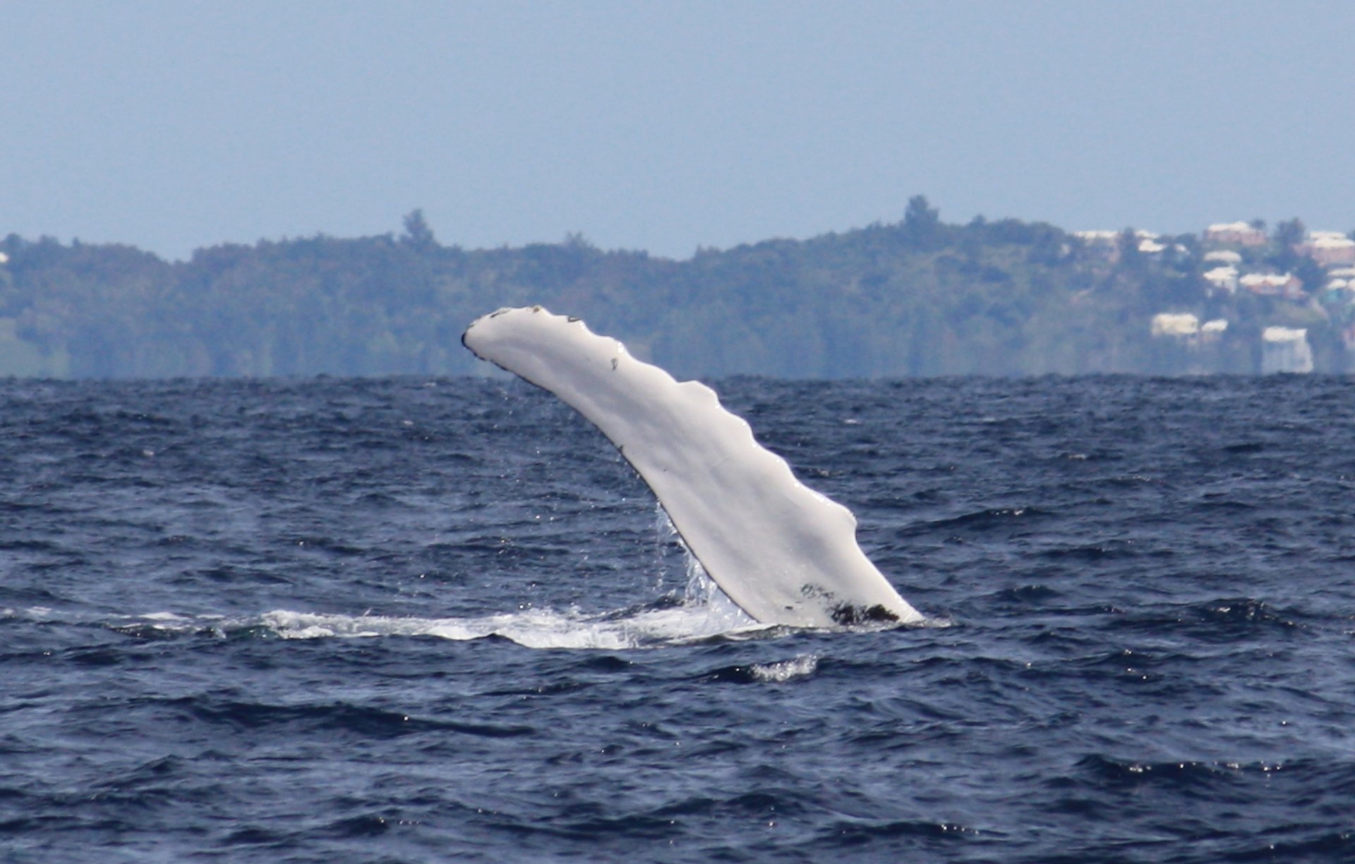 Best Time for Whale Watching in Bermuda 2024 When to See Rove.me