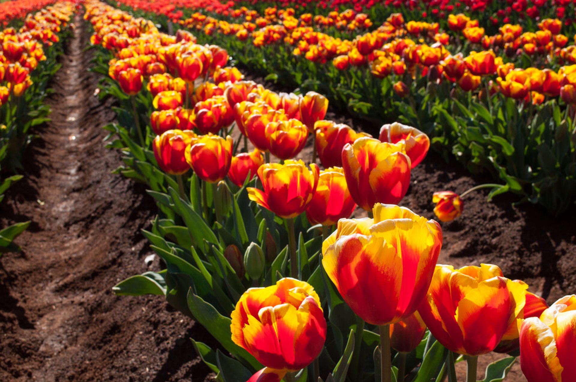 Das Tesselaar-Tulpenfest