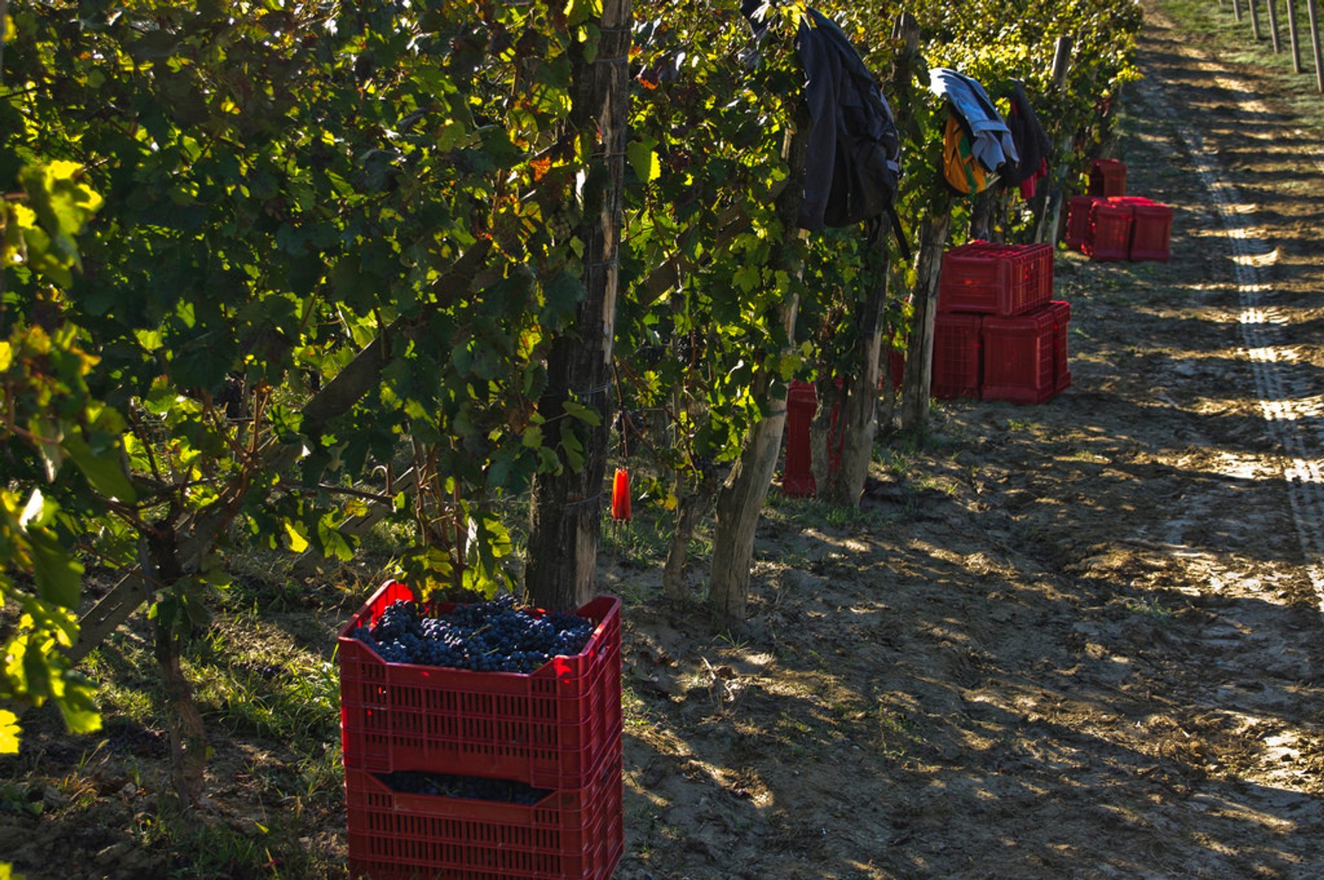 Vendemmia or Grape Harvest